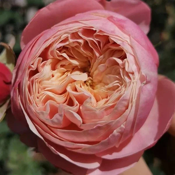 Victorian Classic Rose