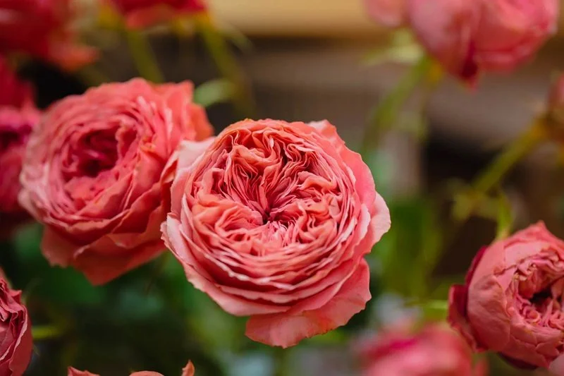 Bella Trendsetter Rose