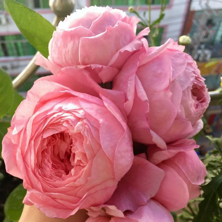 Lady Heirloom Rose