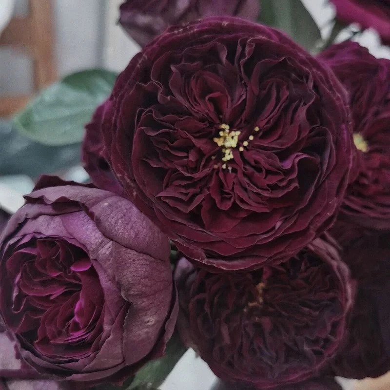 Royale Palace Rose