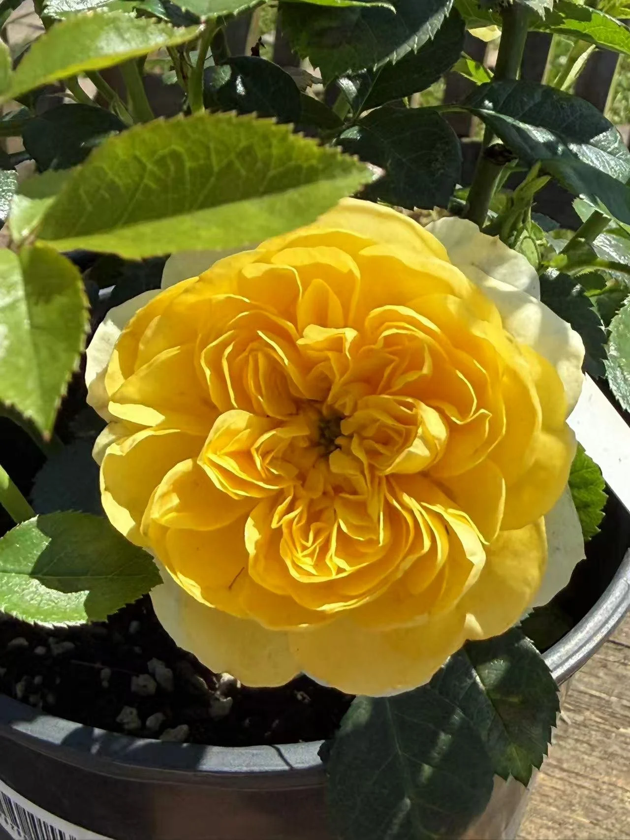 Yellow 2.jpg