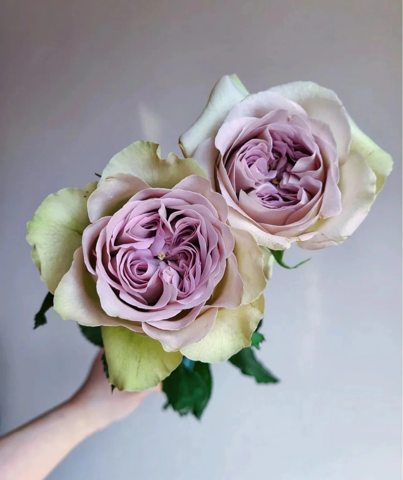 Notre Dame Rose