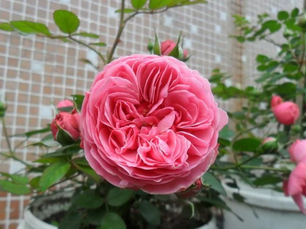 Leonardo Da Vinci Rose