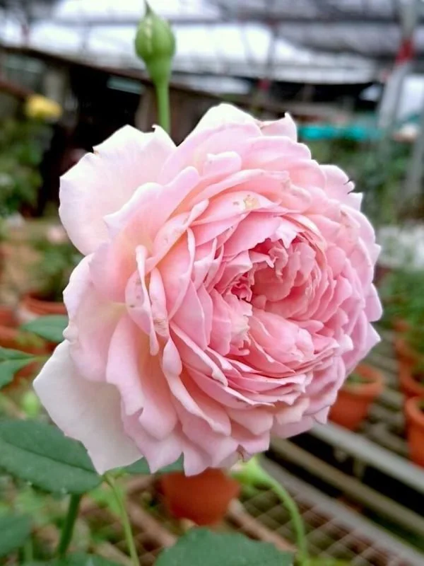 Sucre Rose
