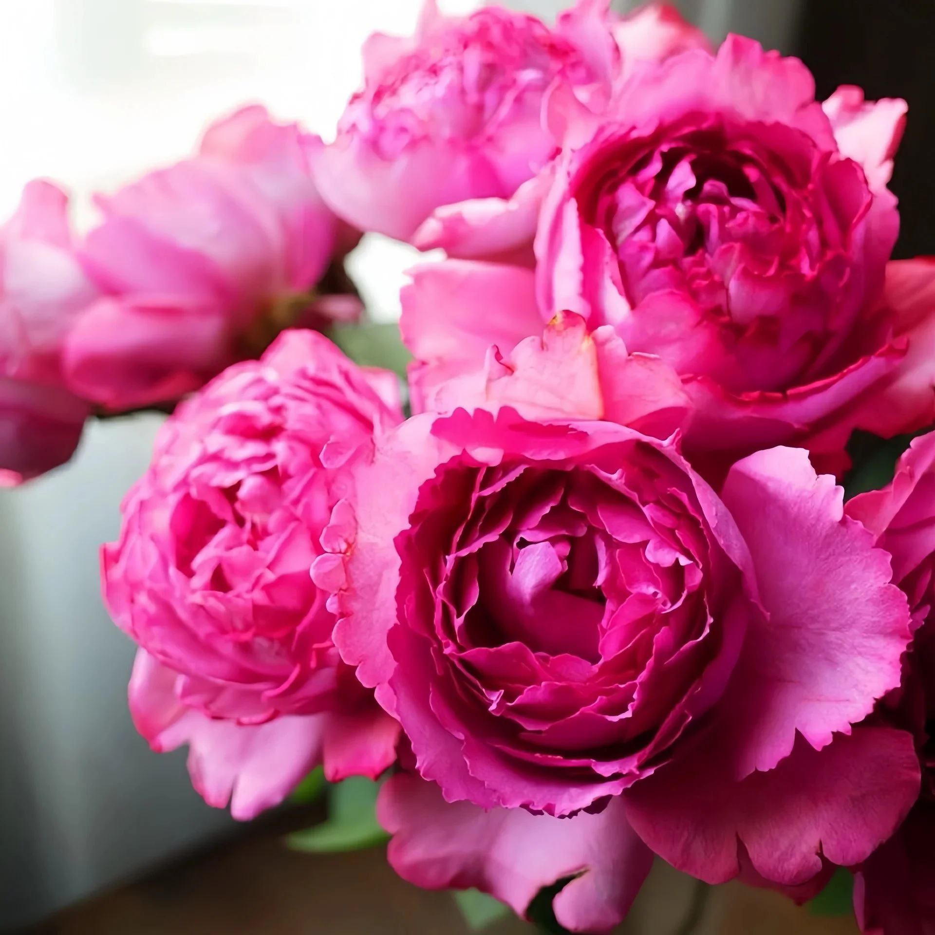 Yves Piaget Climbing Rose