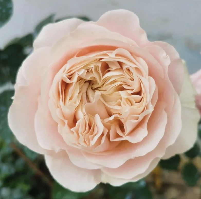 Chiffon Rose
