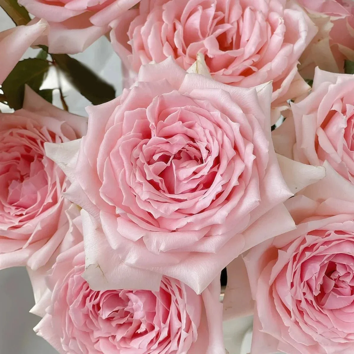 Princess Hitomi Rose