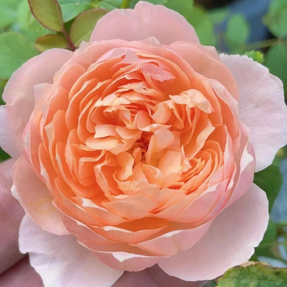 Xingrang Rose