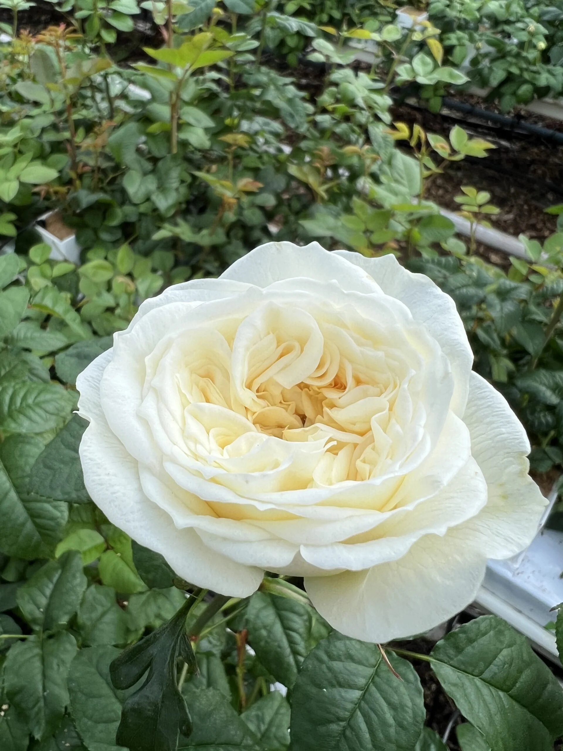 Paradise White Rose