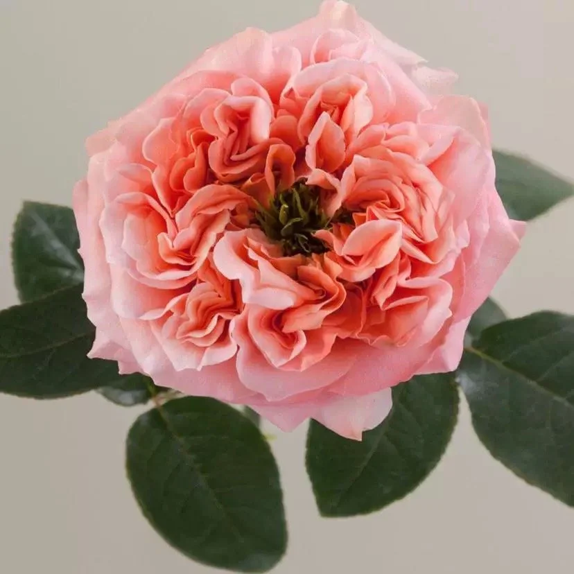 Mandarin X-Spression Rose