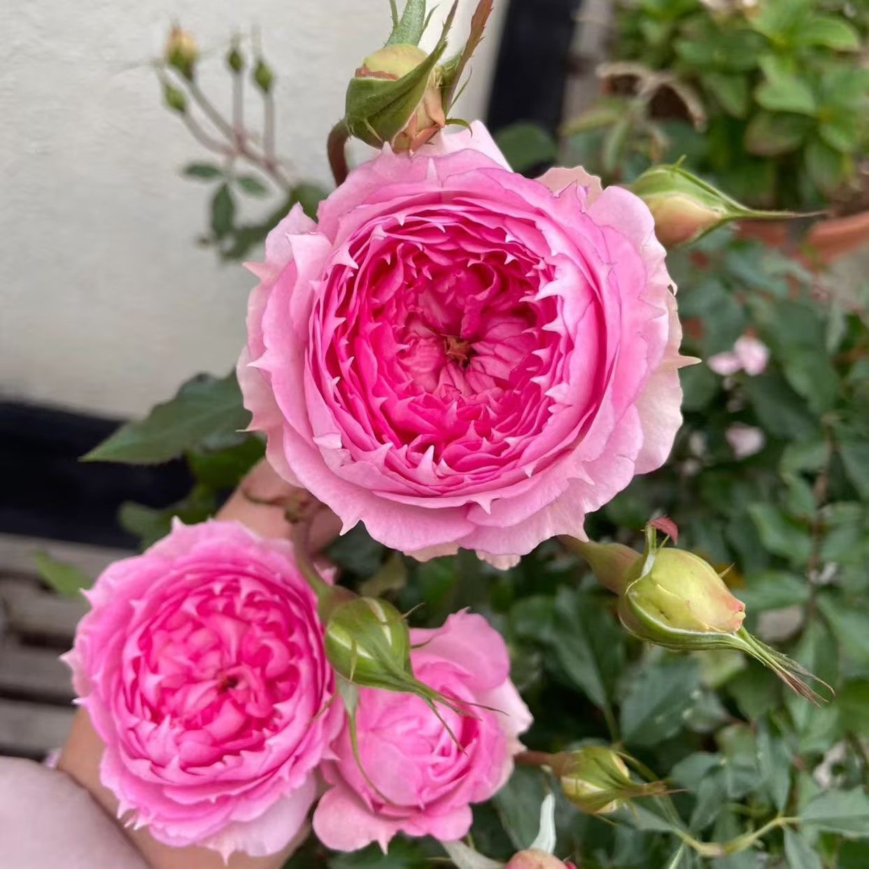 Rongrongyue Rose