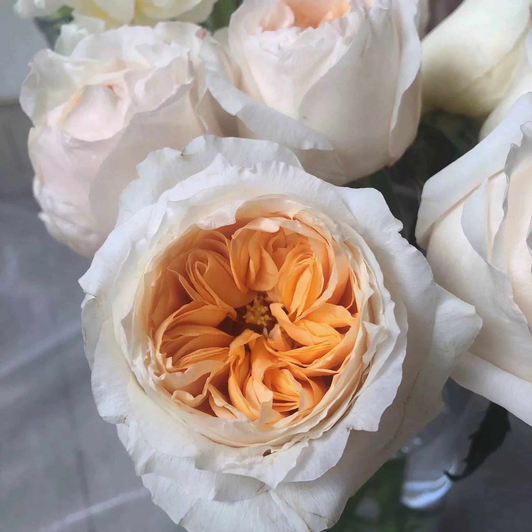 Victorian Peach Rose