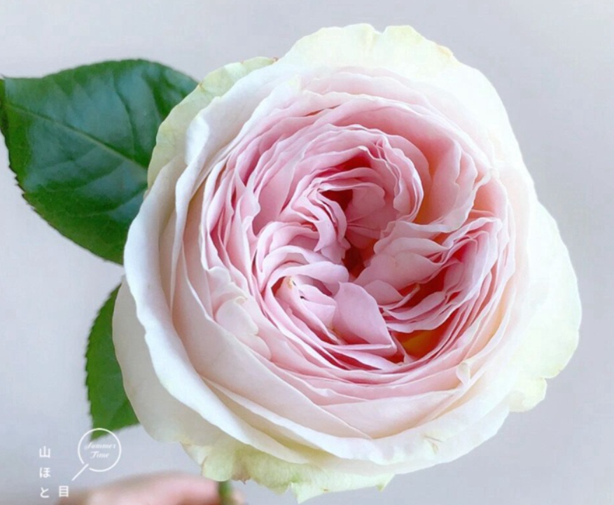 Lorena Summerhouse Rose
