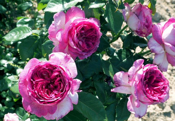 Thierry Marx Rose