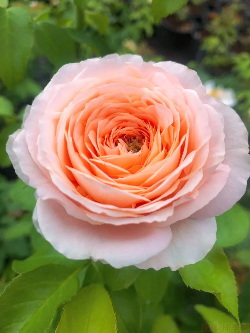 Domaine de Chantilly Rose