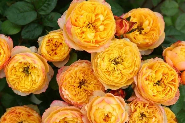 Golden Vuvuzela Rose