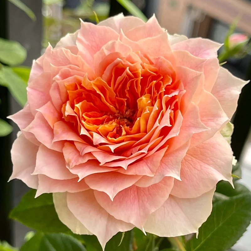Lanterne Citrouille Rose
