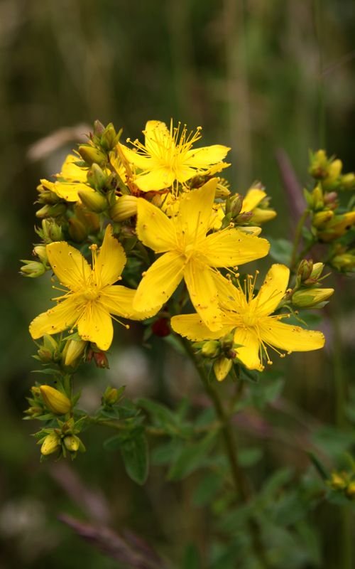 St. John Wort (Dried)