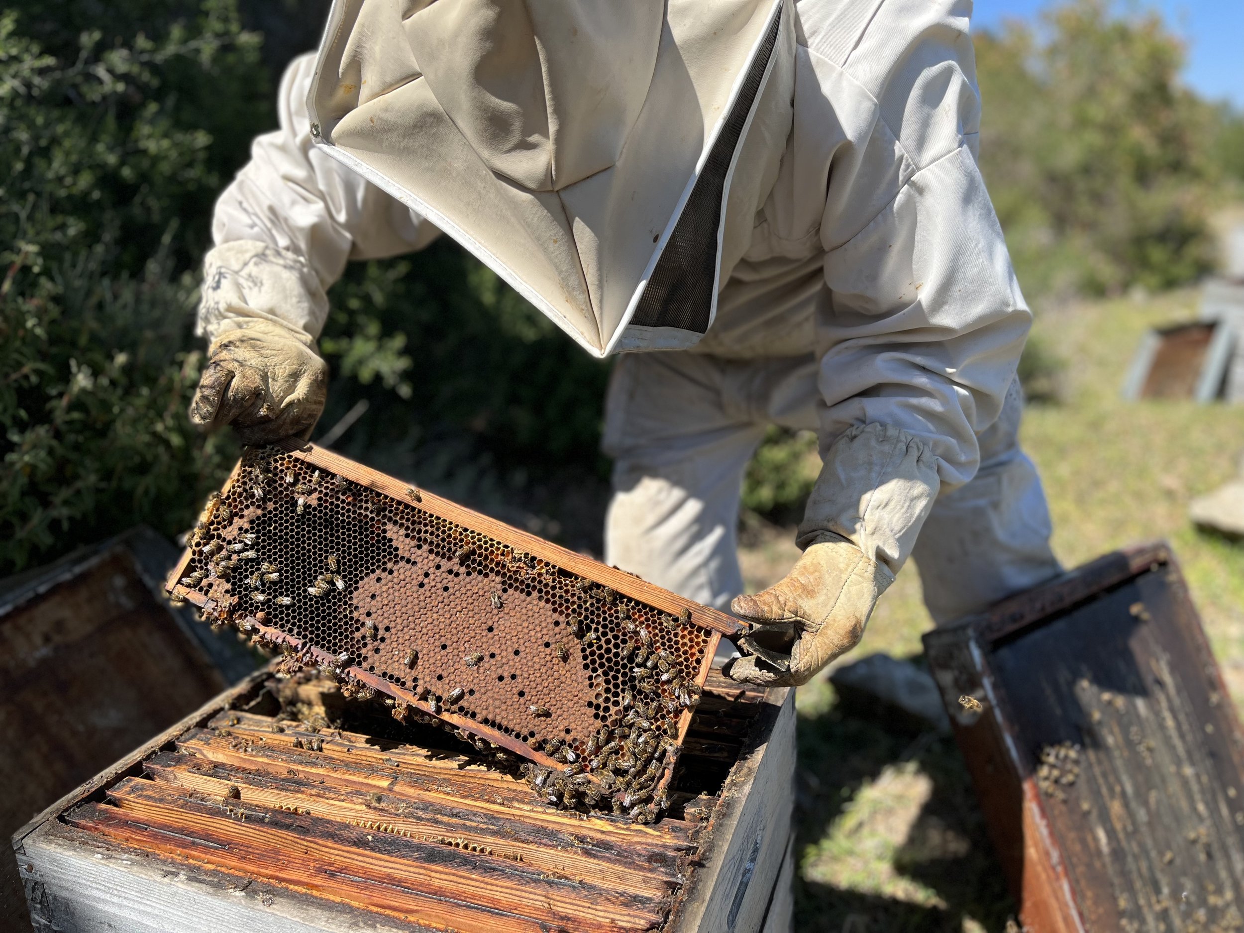 Initiation à l'apiculture