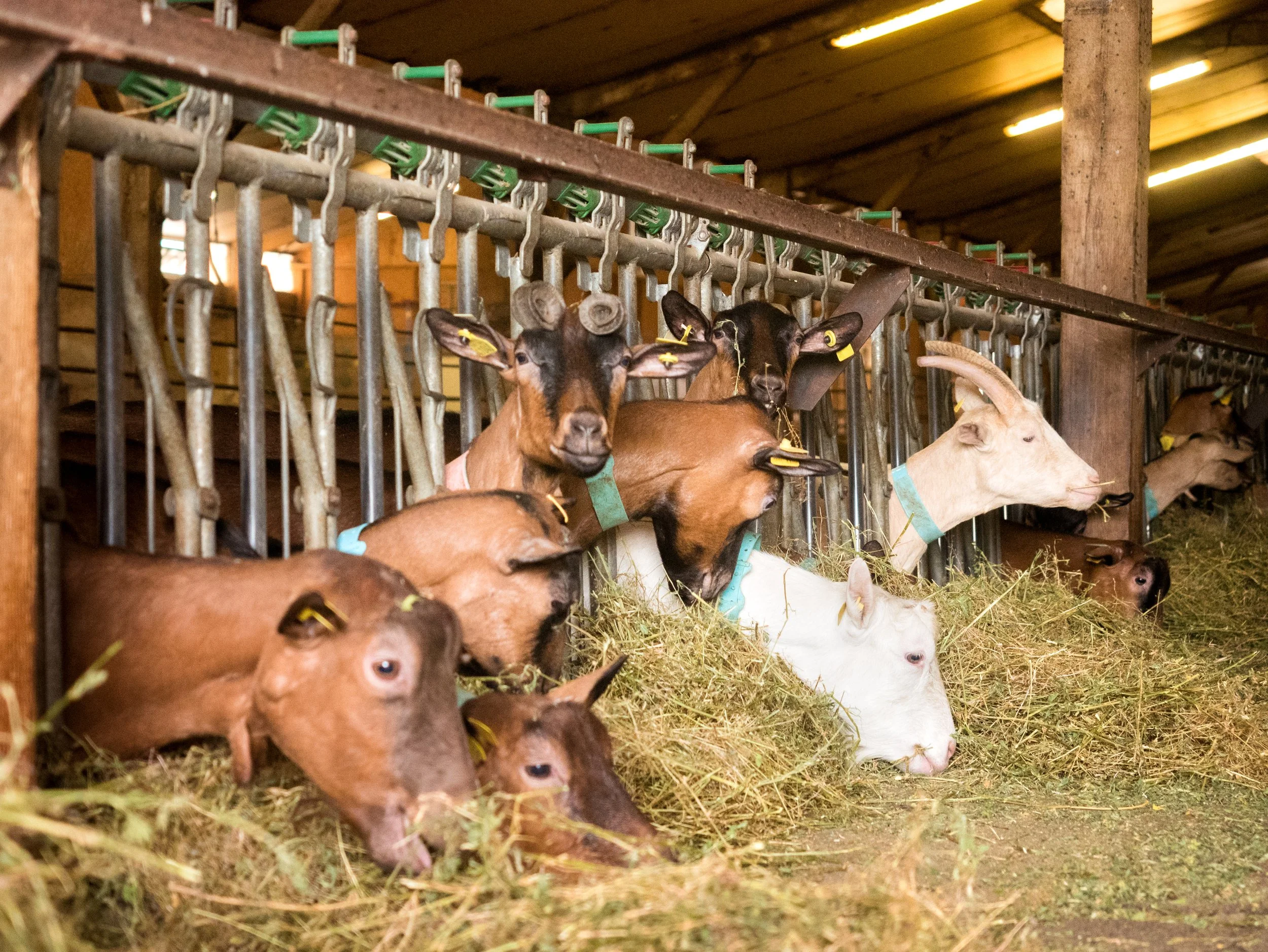 Une experience à la ferme