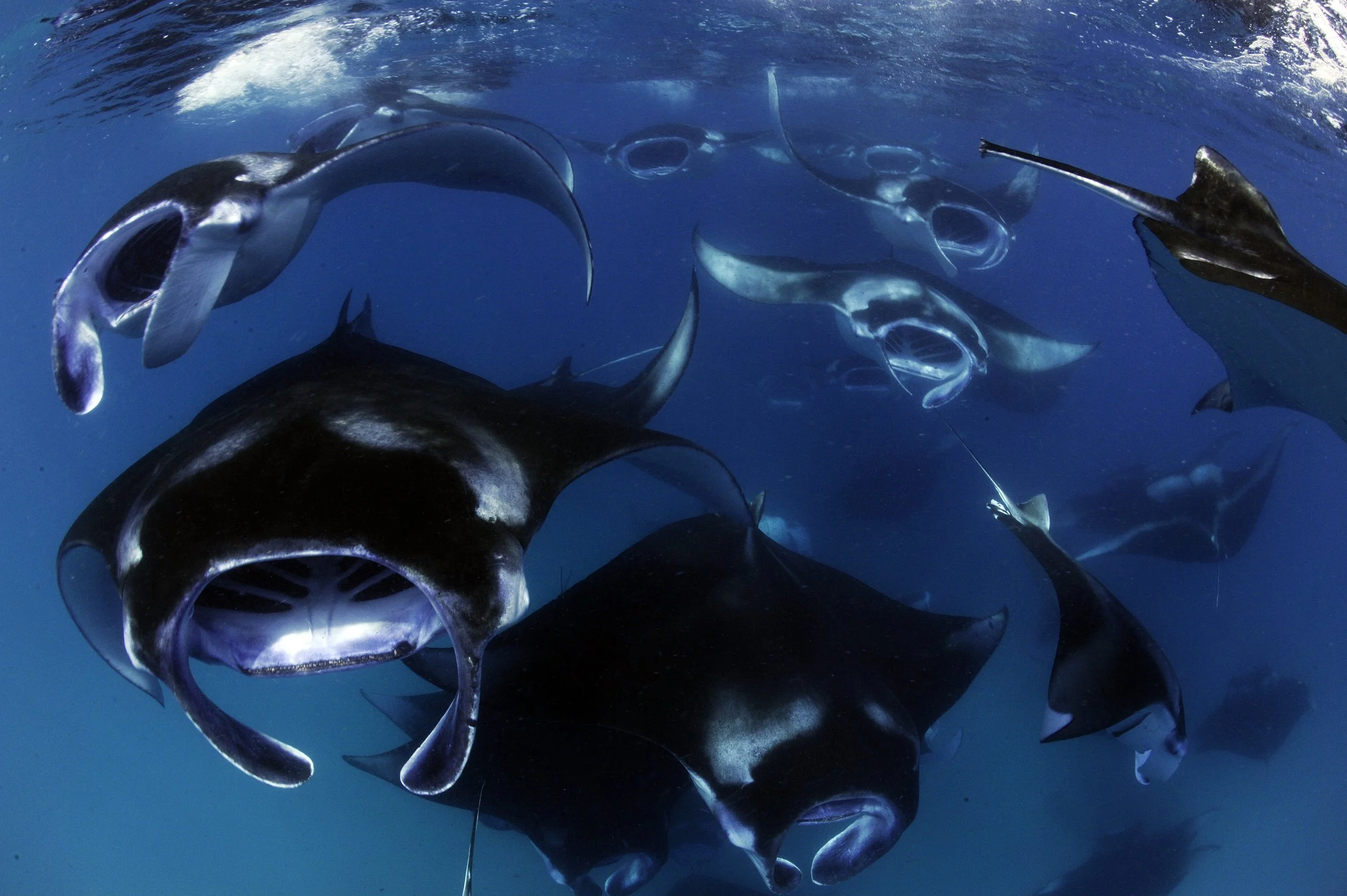 Maldives Manta Conservation Programme