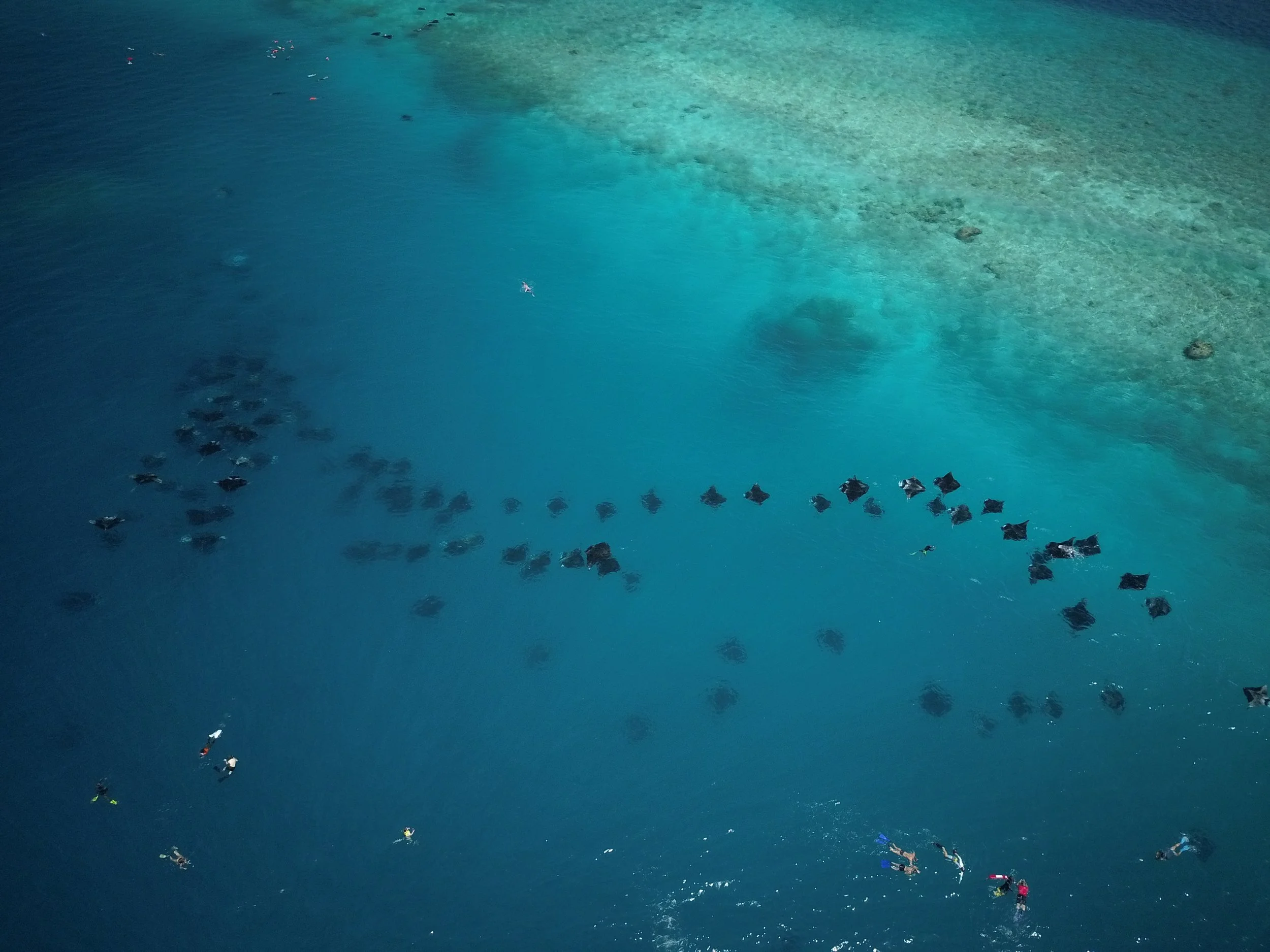 Mass+feeding+from+drone_Hanifaru+Bay+Maldives_2018_Simon+Hilbourne+(17).JPG