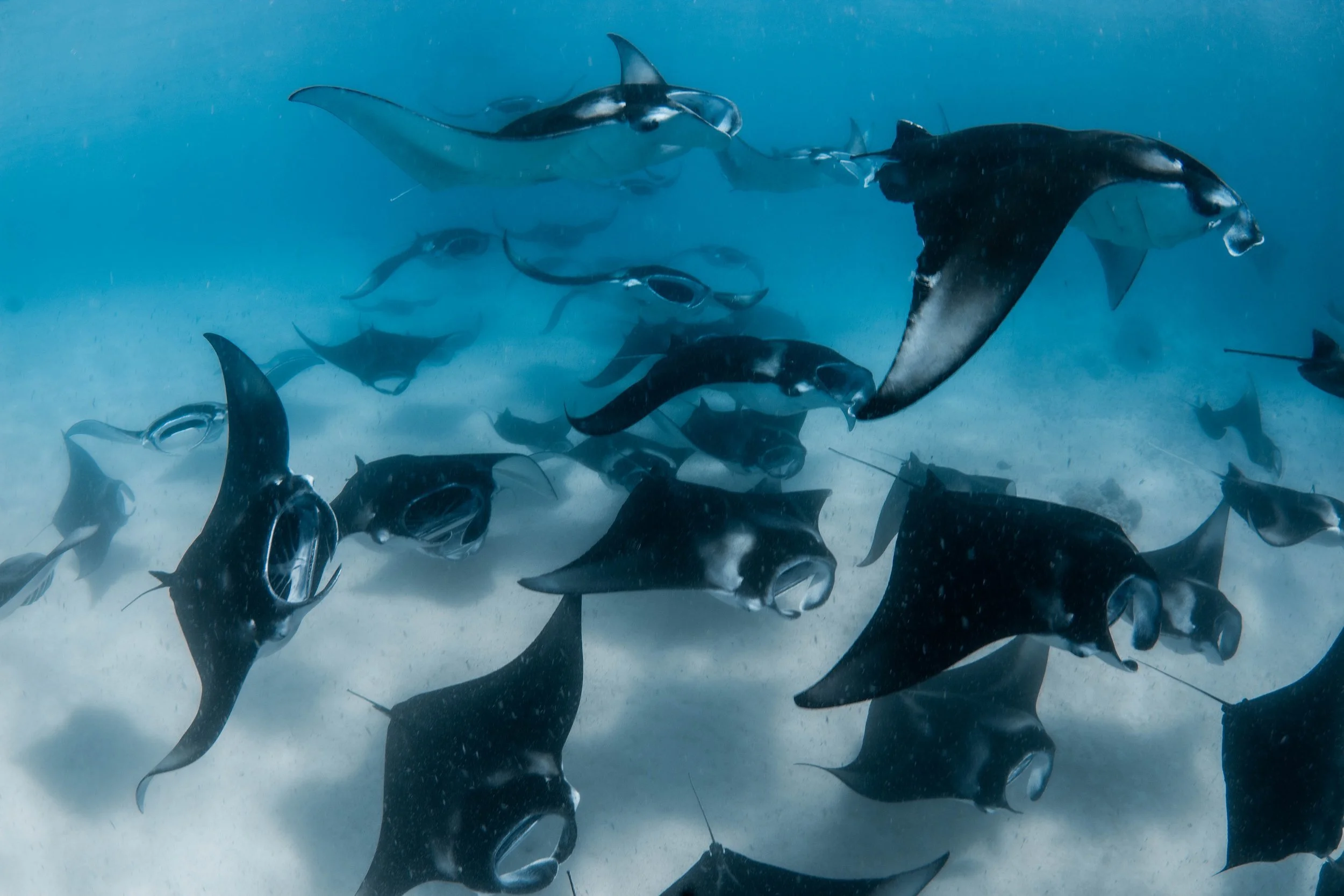Maldives Rays Protected Areas — Maldives Manta Conservation Programme