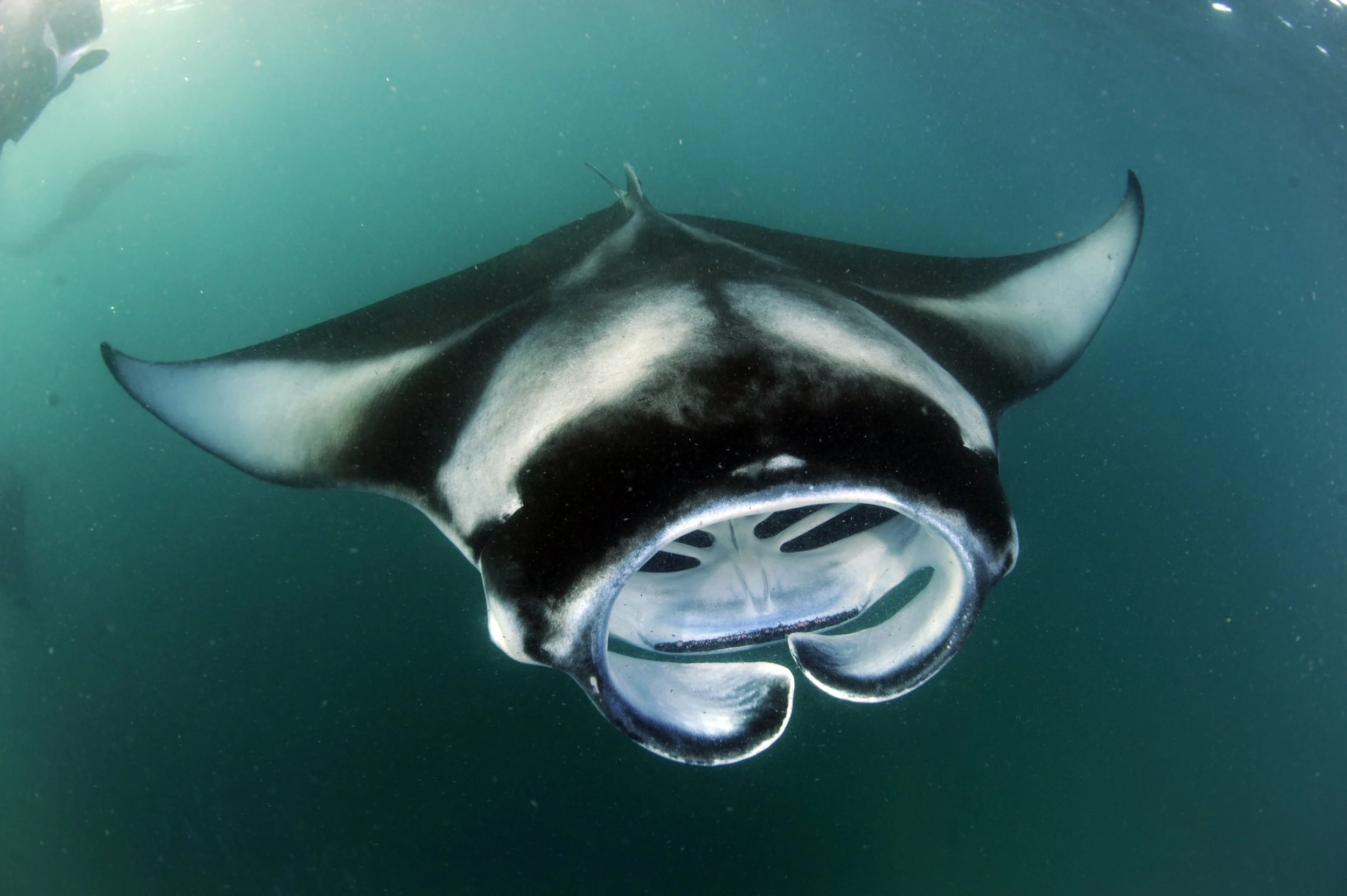 Fish Freakls Difference Between Manta Ray And Devil Ray