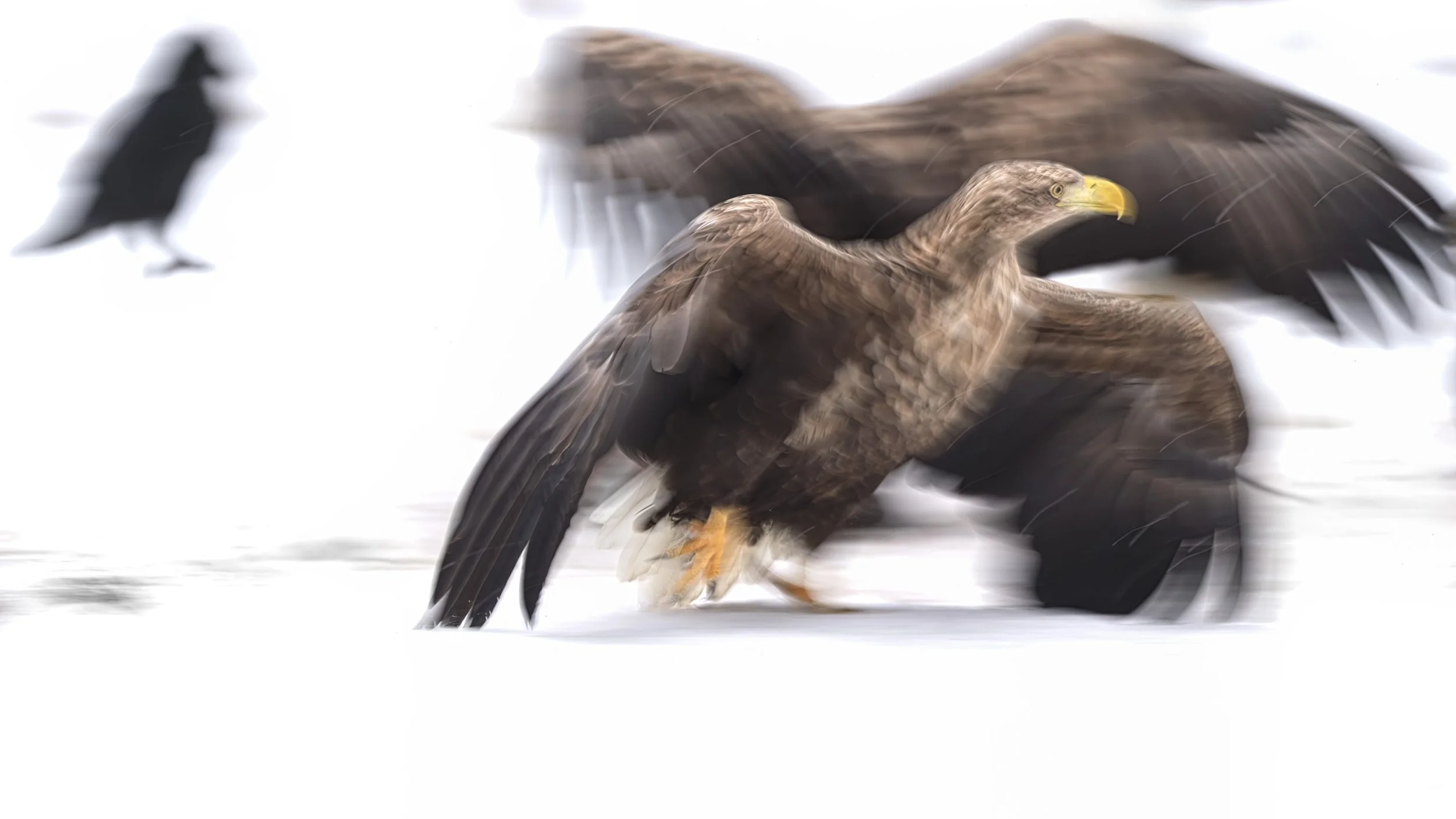 2026-01-25. "White-tailed eagle tango" -  from this weekend's photography. With wings like drifting sails and eyes that mirror the cold northern skies, the white-tailed eagle is definitely one of Europe’s most majestic birds. Once a ruler of coasts a