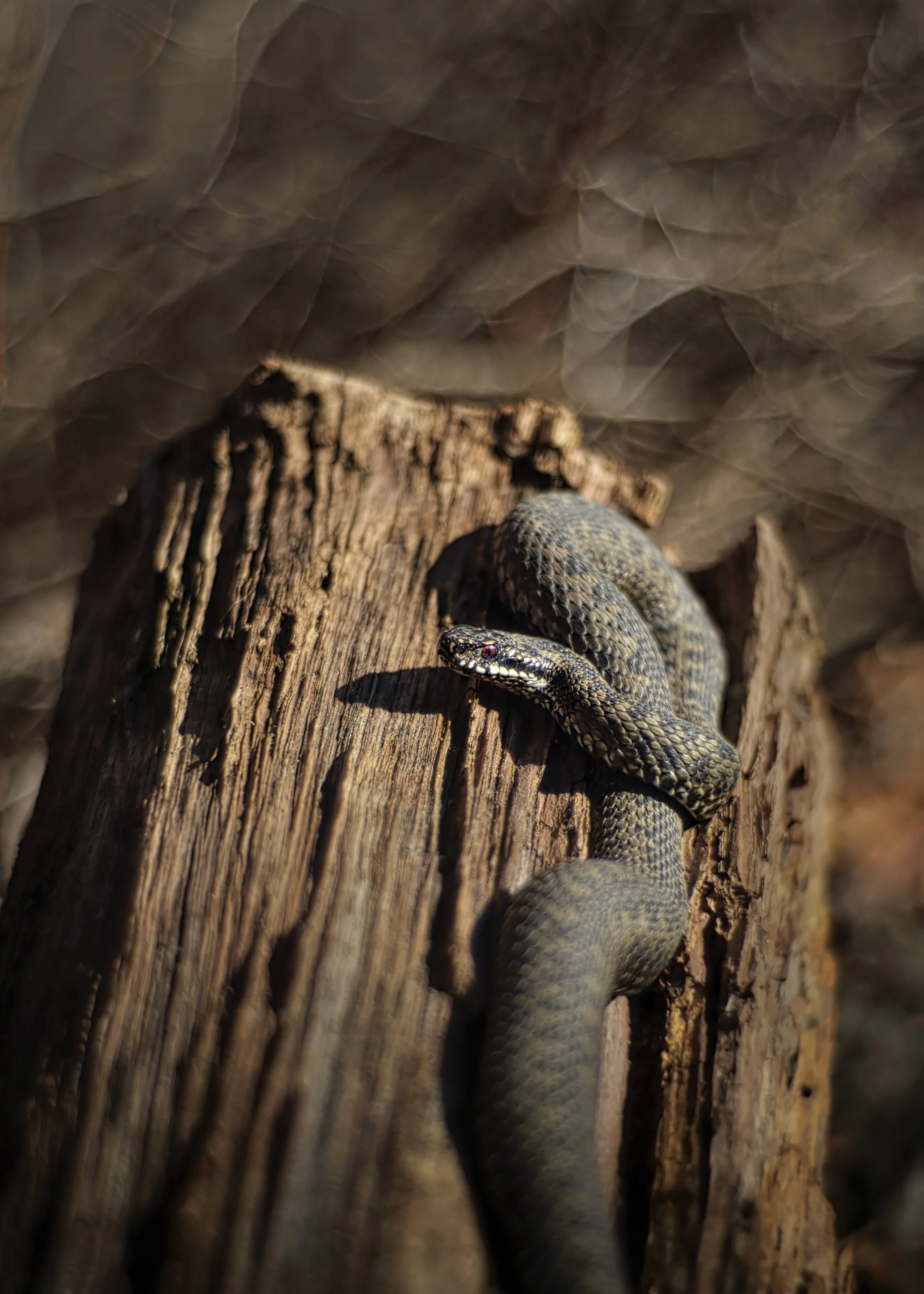 2026-03-23. The first warm days arrive hesitantly, thin sunlight stretching across cold ground, testing winter’s hold. In these quiet hours, something ancient stirs beneath stones and roots. The European adder emerges.
Not with drama, but with a care