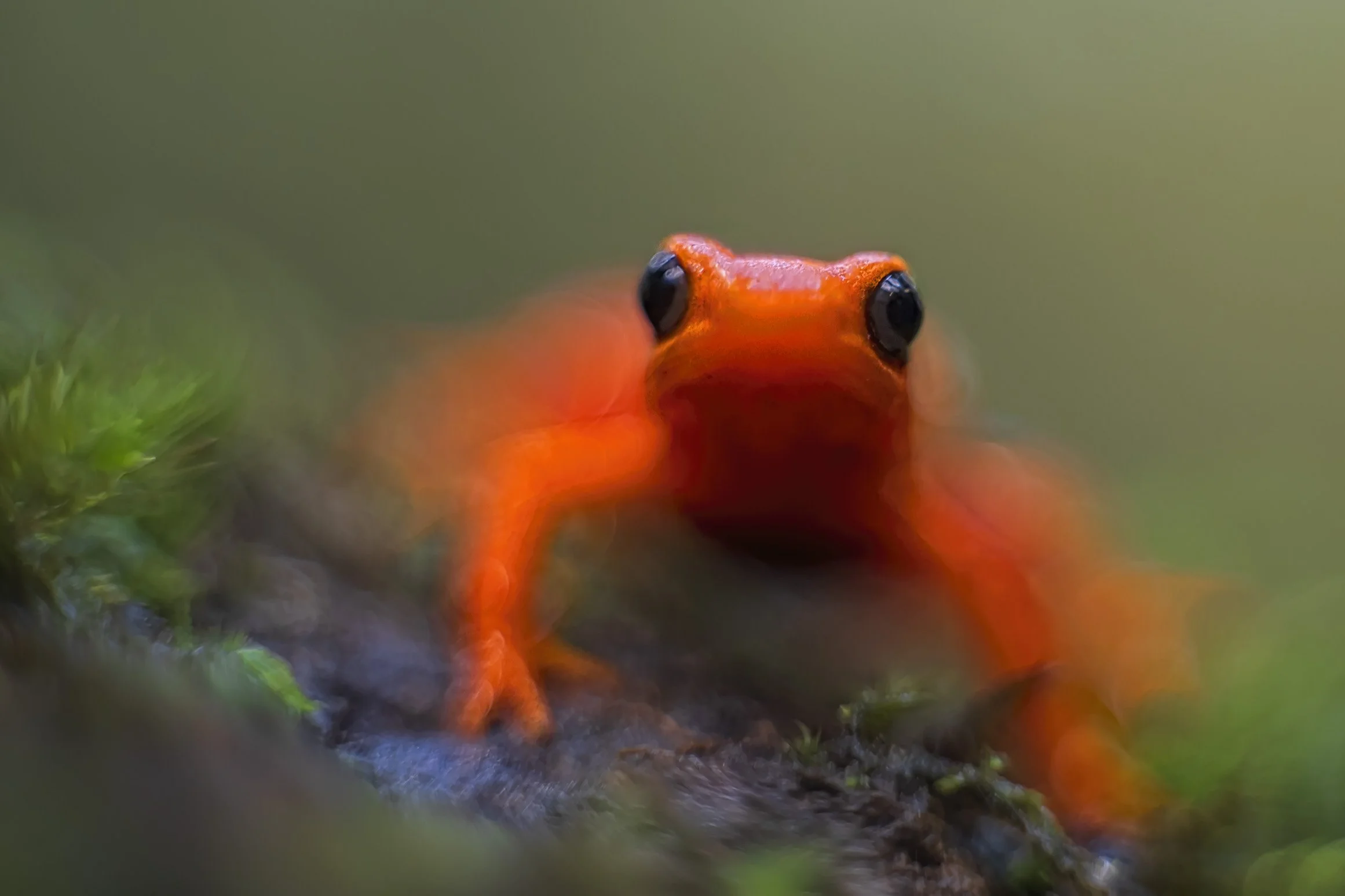 JP_119801 Kinon50.JPG