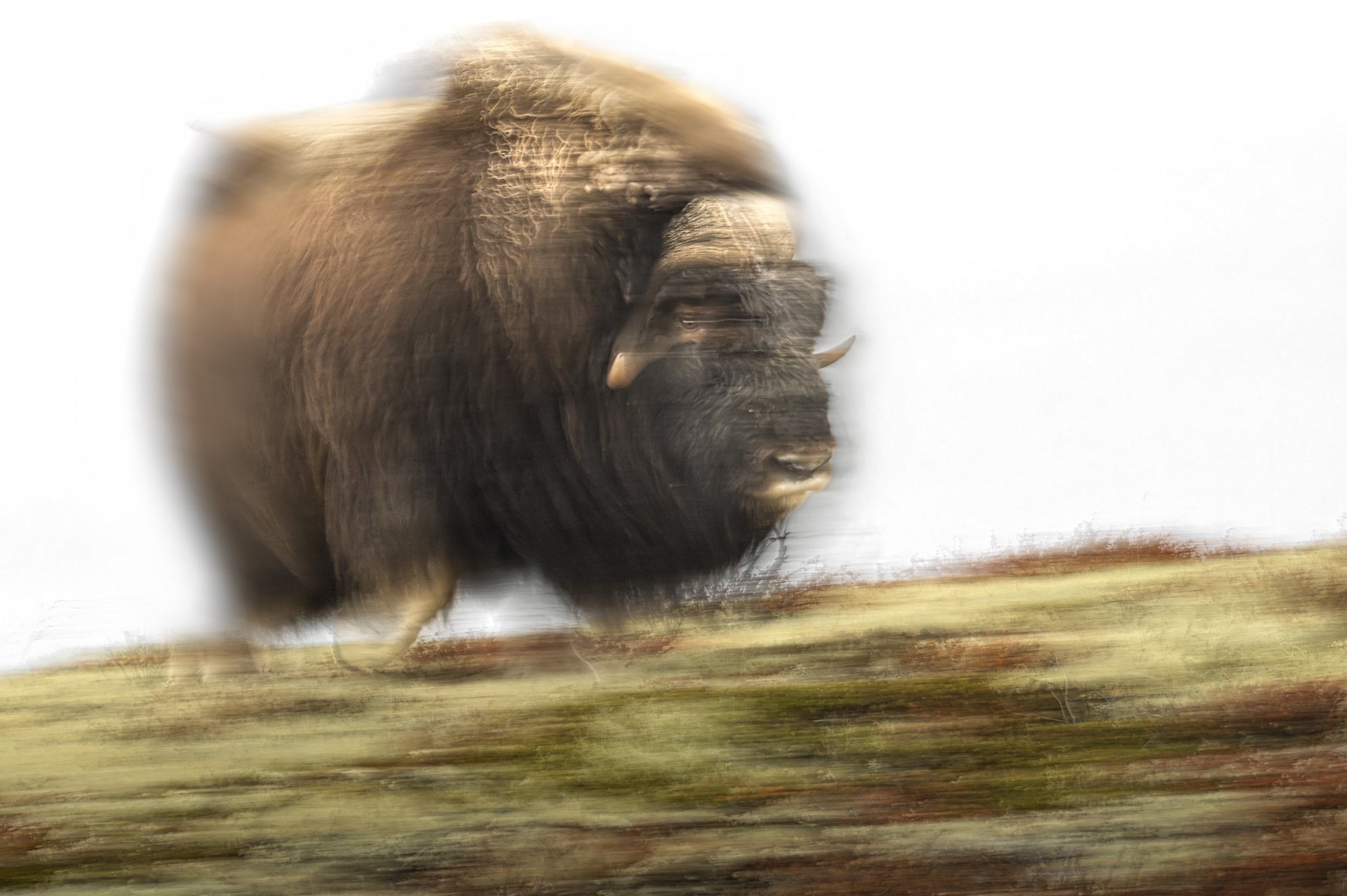 2026-09-30. When I was working on my book Wild Nordic – Nature and Wildlife in the Nordic Countries from the Arctic to Southern Denmark, a major photographic project supported by the National Geographic Society and Nikon and published in 2017, the mu