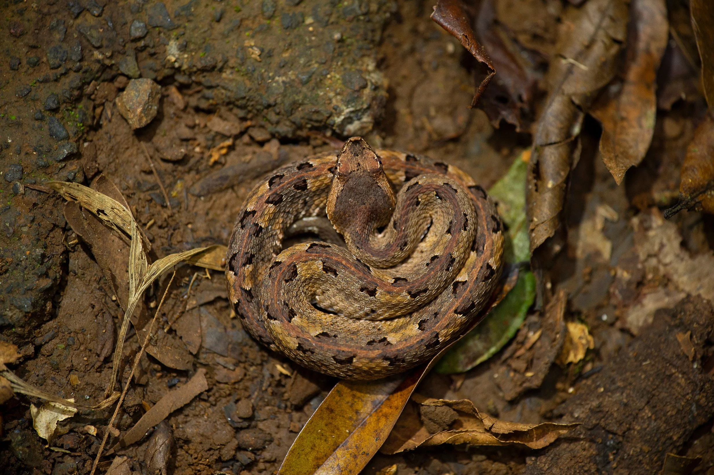 Rainforest hognosed pit viper (Porthidium nasutum), Braulio Carrillo National Park, Costa Rica.