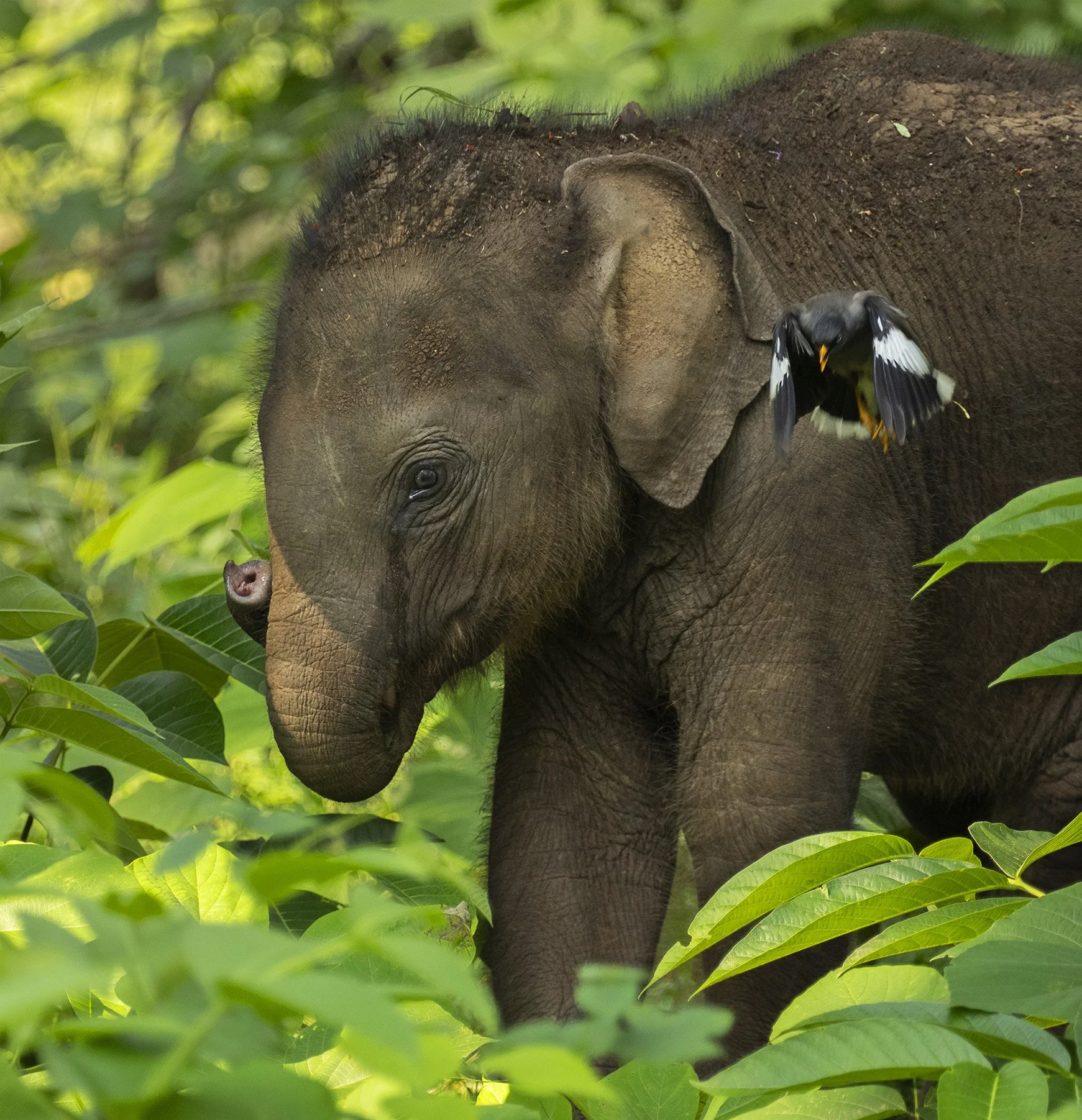 Elephant youngster and Jungle Myna. Bandipur NP.