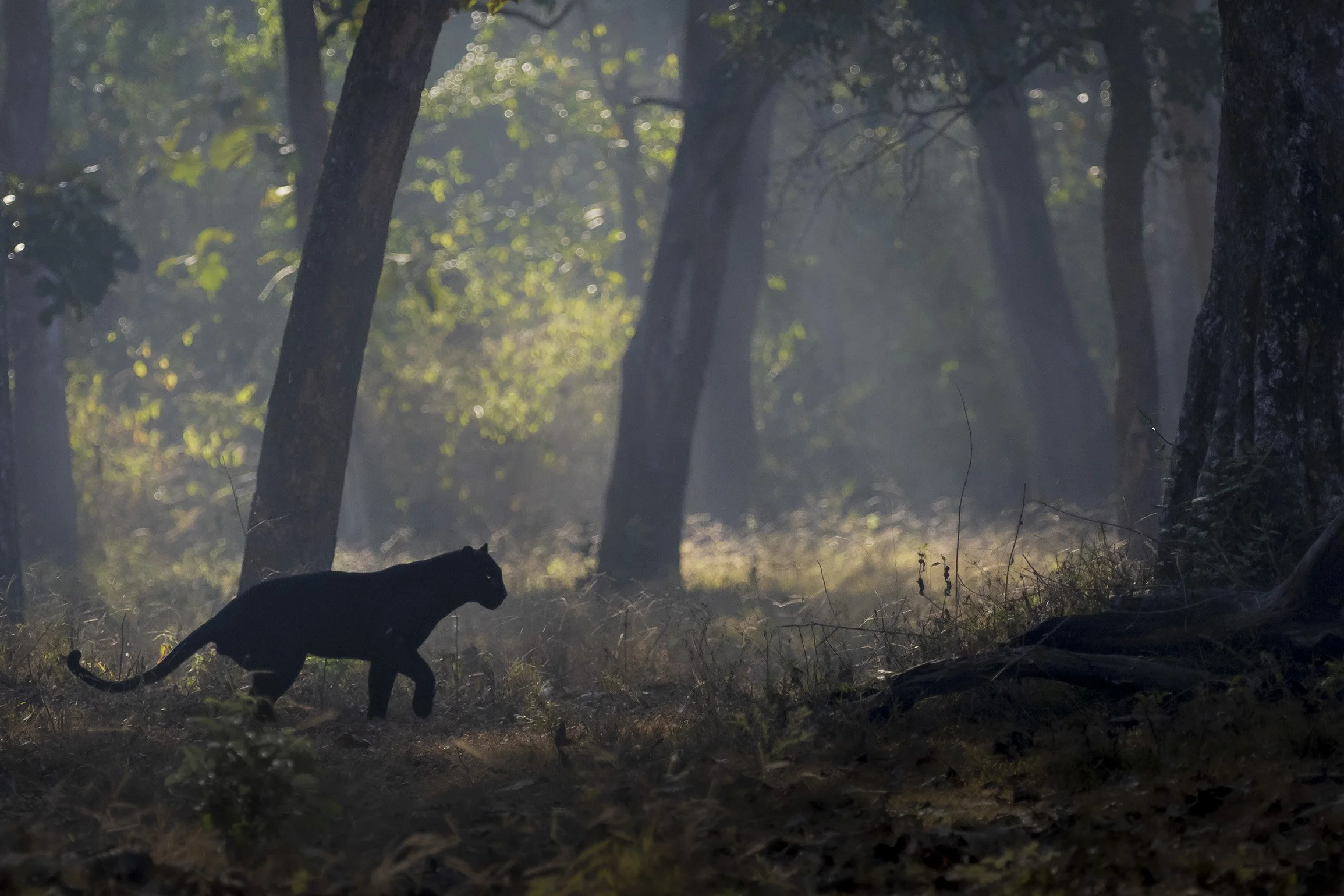 Black Leopard, "Blackie", Kabini NP.