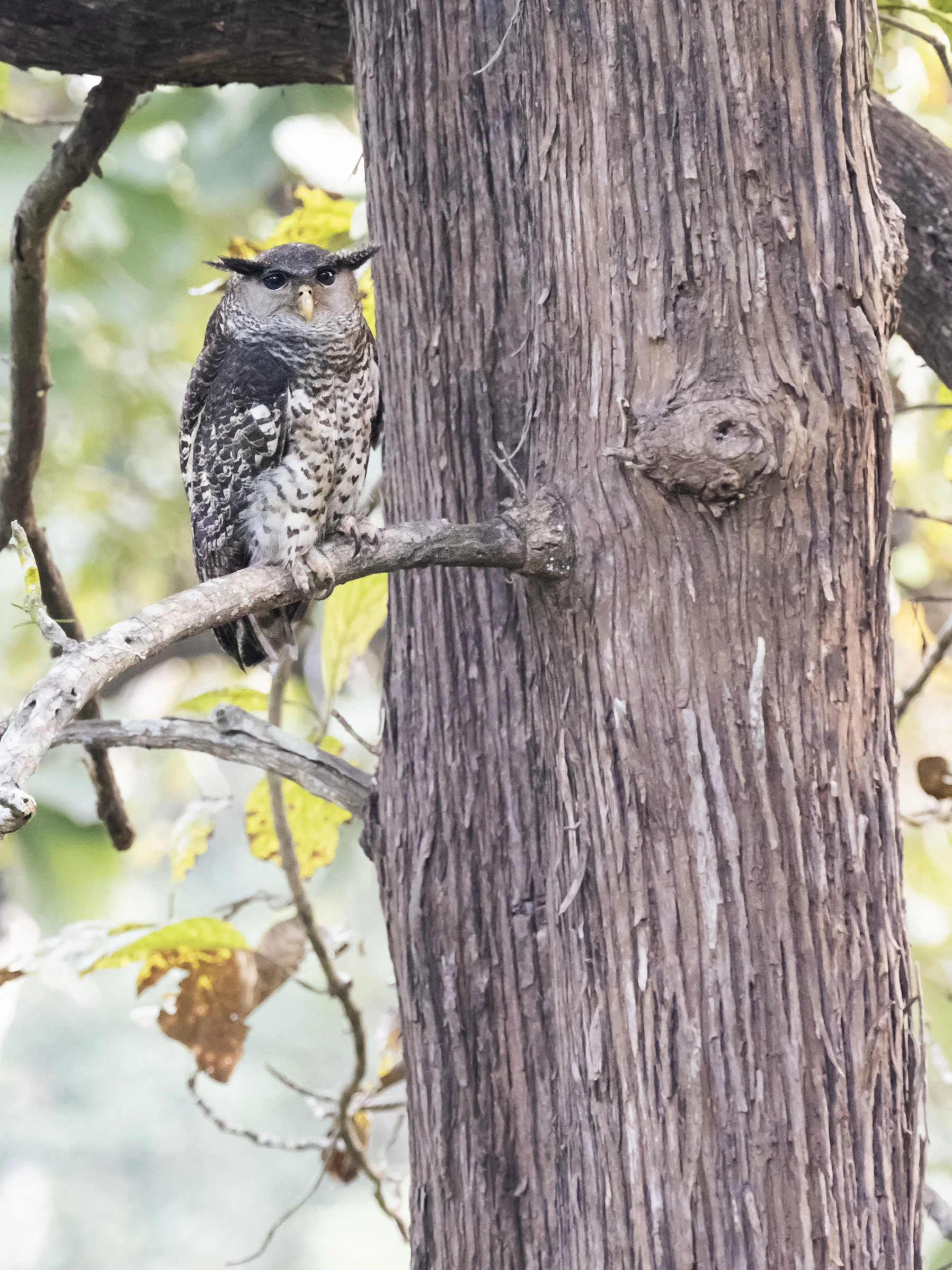 Spot-bellied Eagle Owl. Kabini NP.