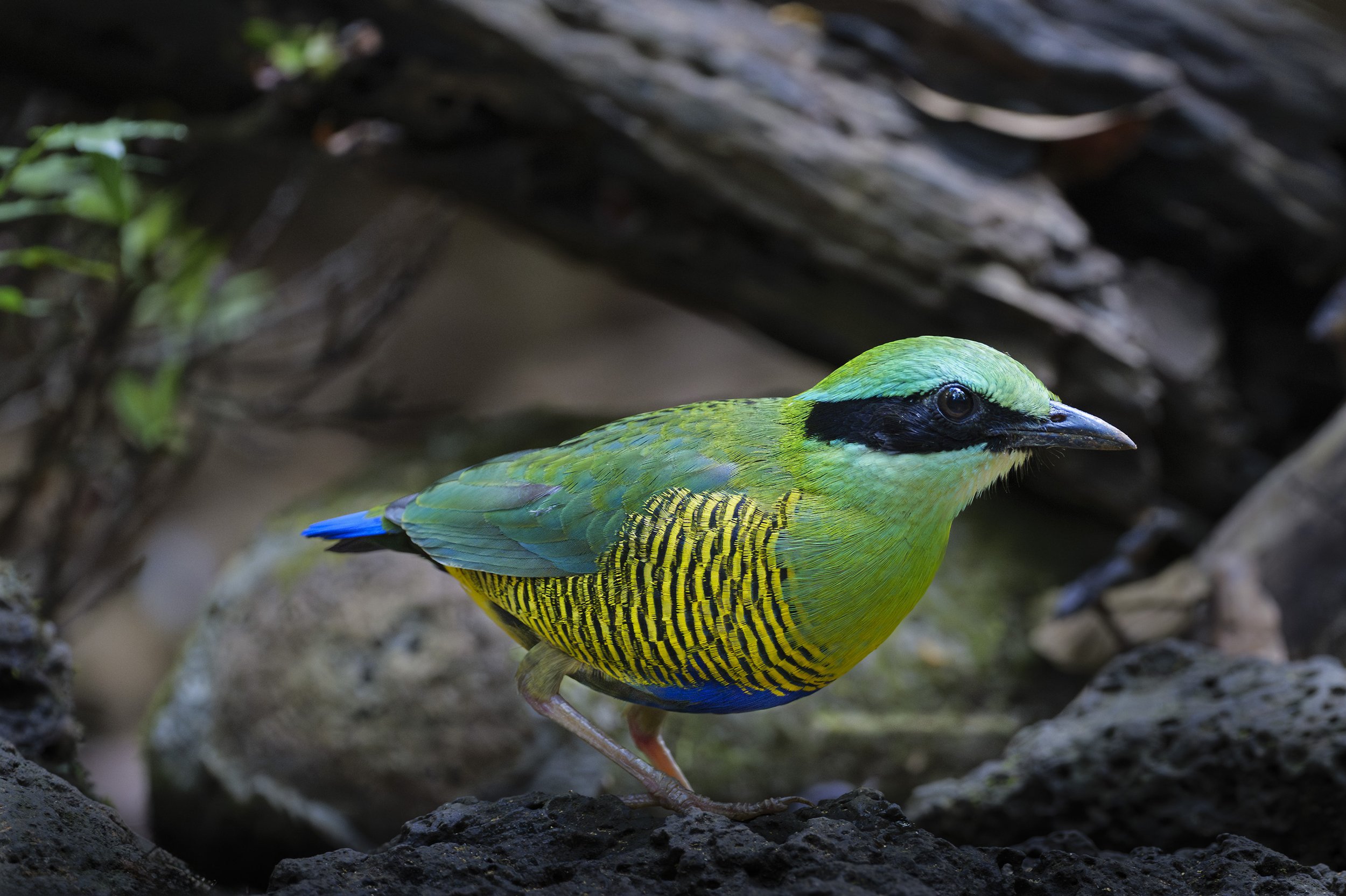 _1290168 (kopia).jpg