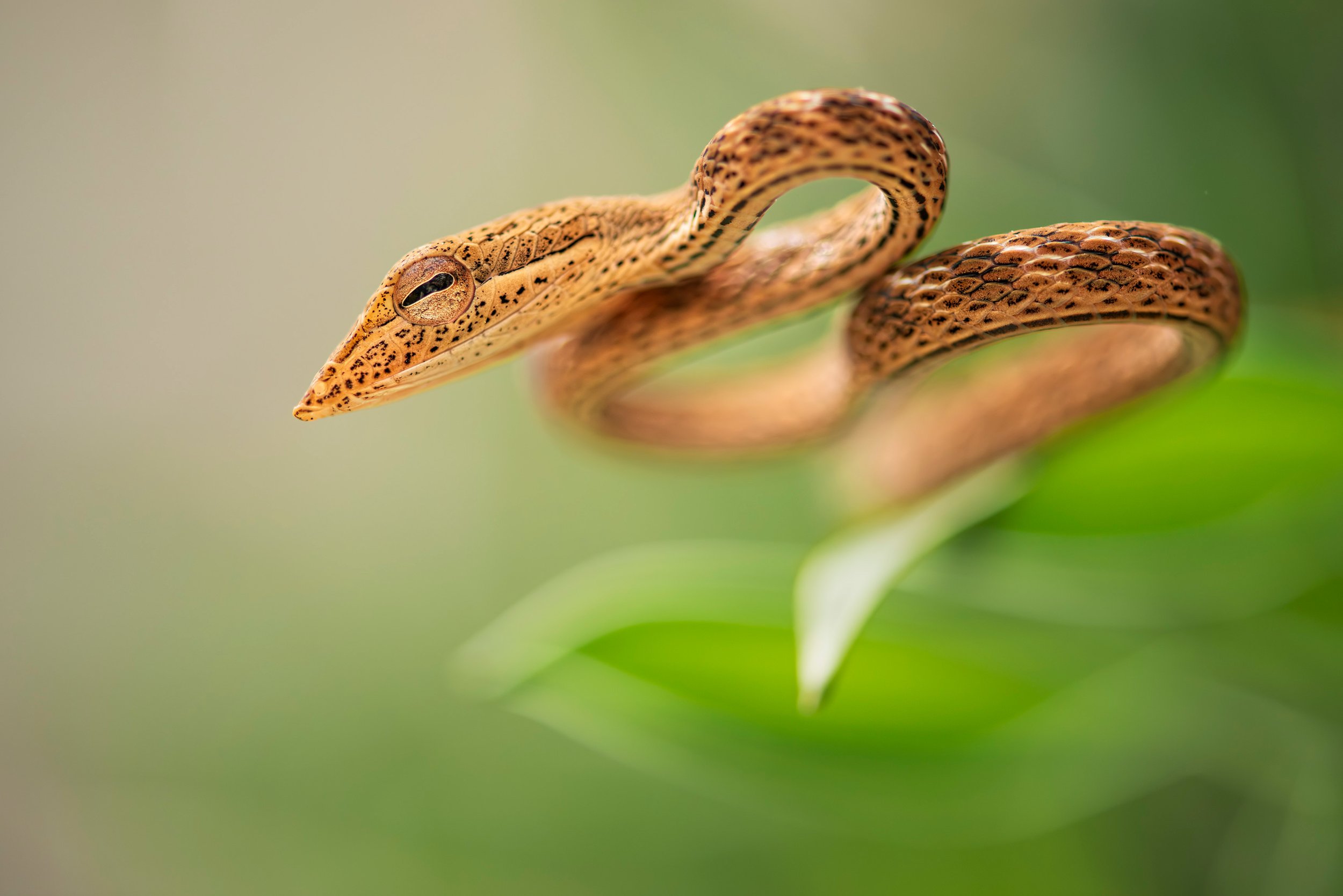 Oriental vine snake (Ahaetulla prasina), Cameron Highlands, Malaysia