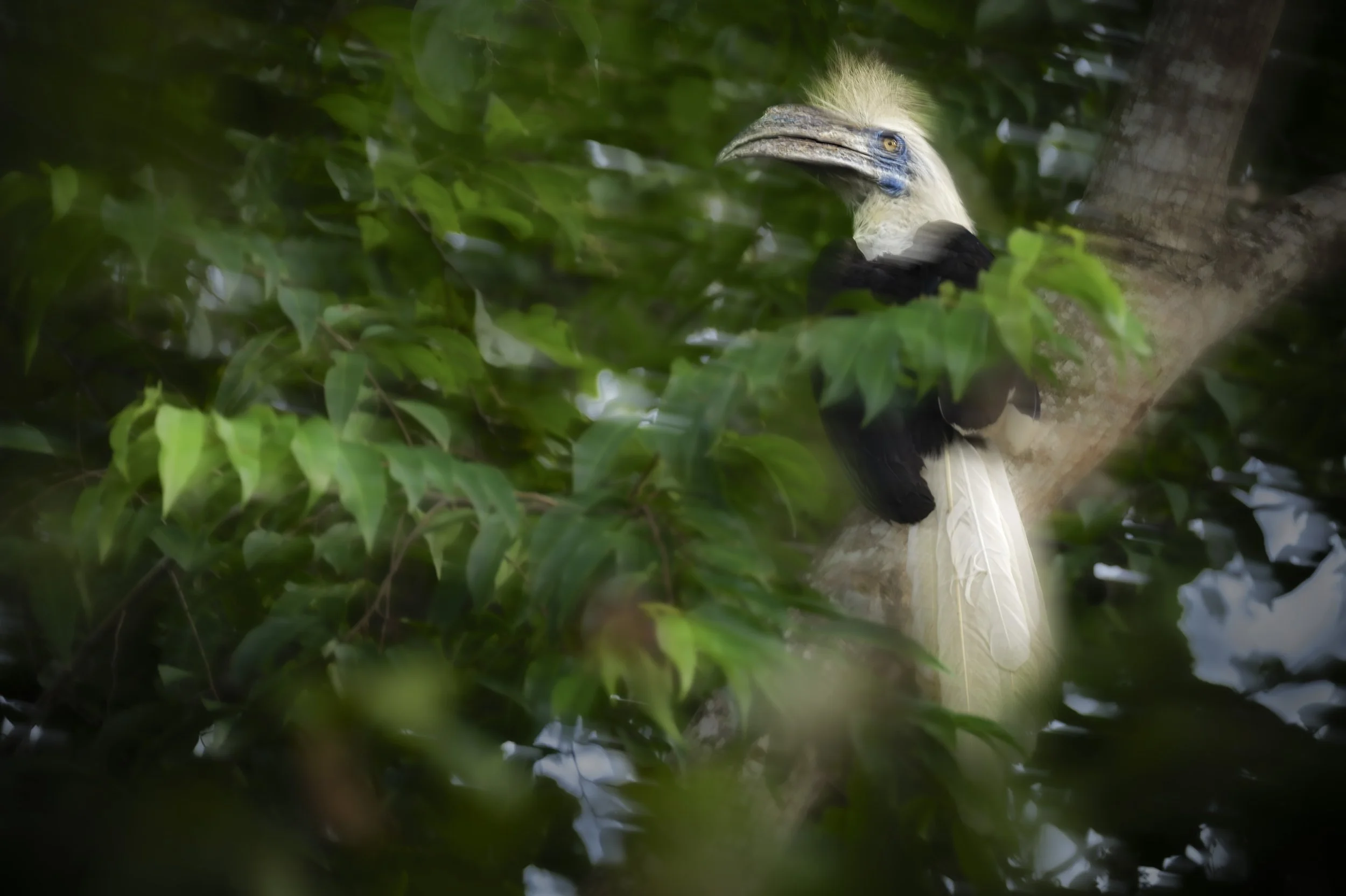 2026-07-28. If you are into birds or wildlife, some species become a dream for you. The White-crested Hornbill (Berenicornis comatus) has long been one of my targets to photograph. I saw it before in the rainforests of Sabah, but always inaccessible.