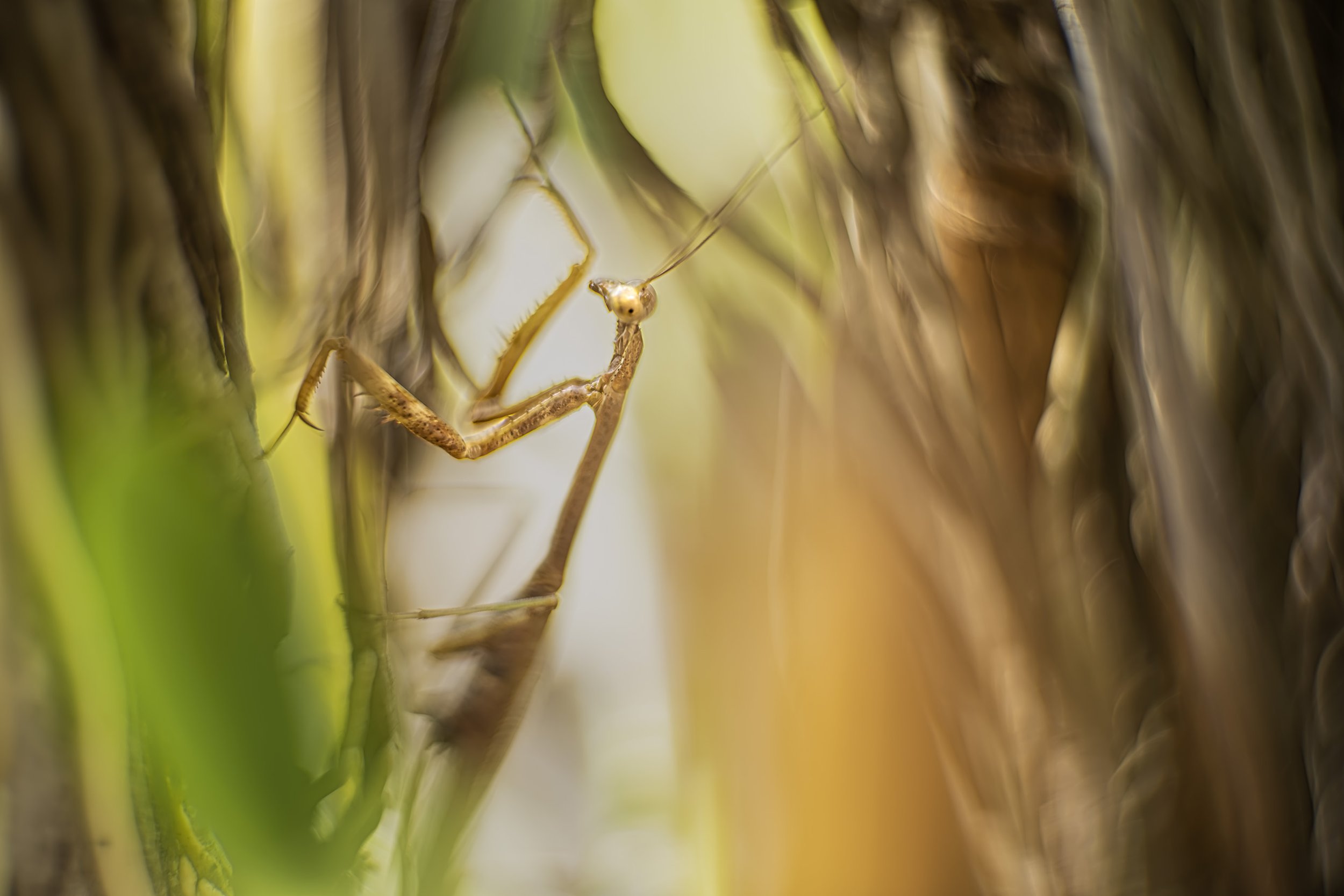 JP_121112_1 Kinon50.jpg