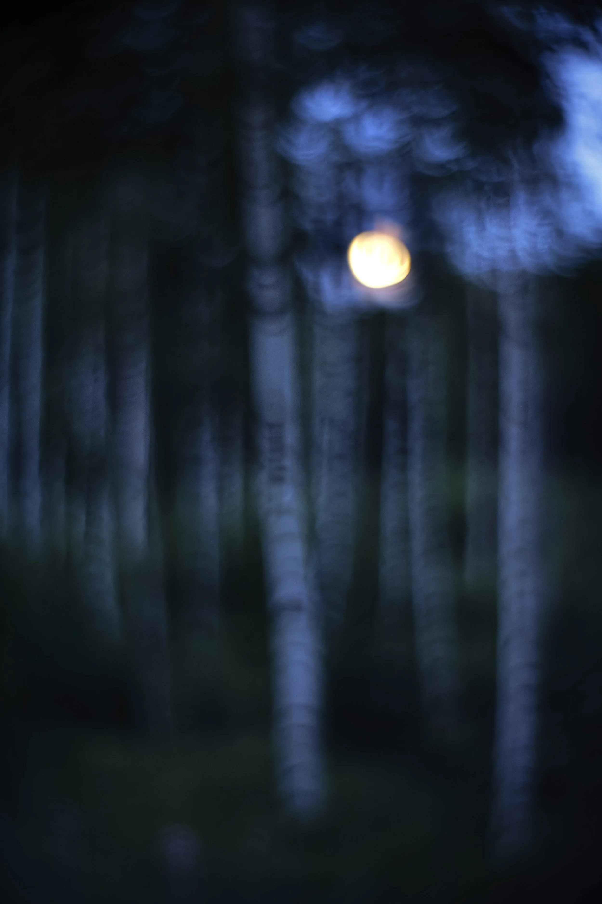 2026-06-27. A moon drifting between the silver trunks of the birches. A forest soaring ghostlike. The trees seem less rooted in the earth than suspended between worlds, while the moon glows quietly beyond them as a lantern carried deeper into the woo