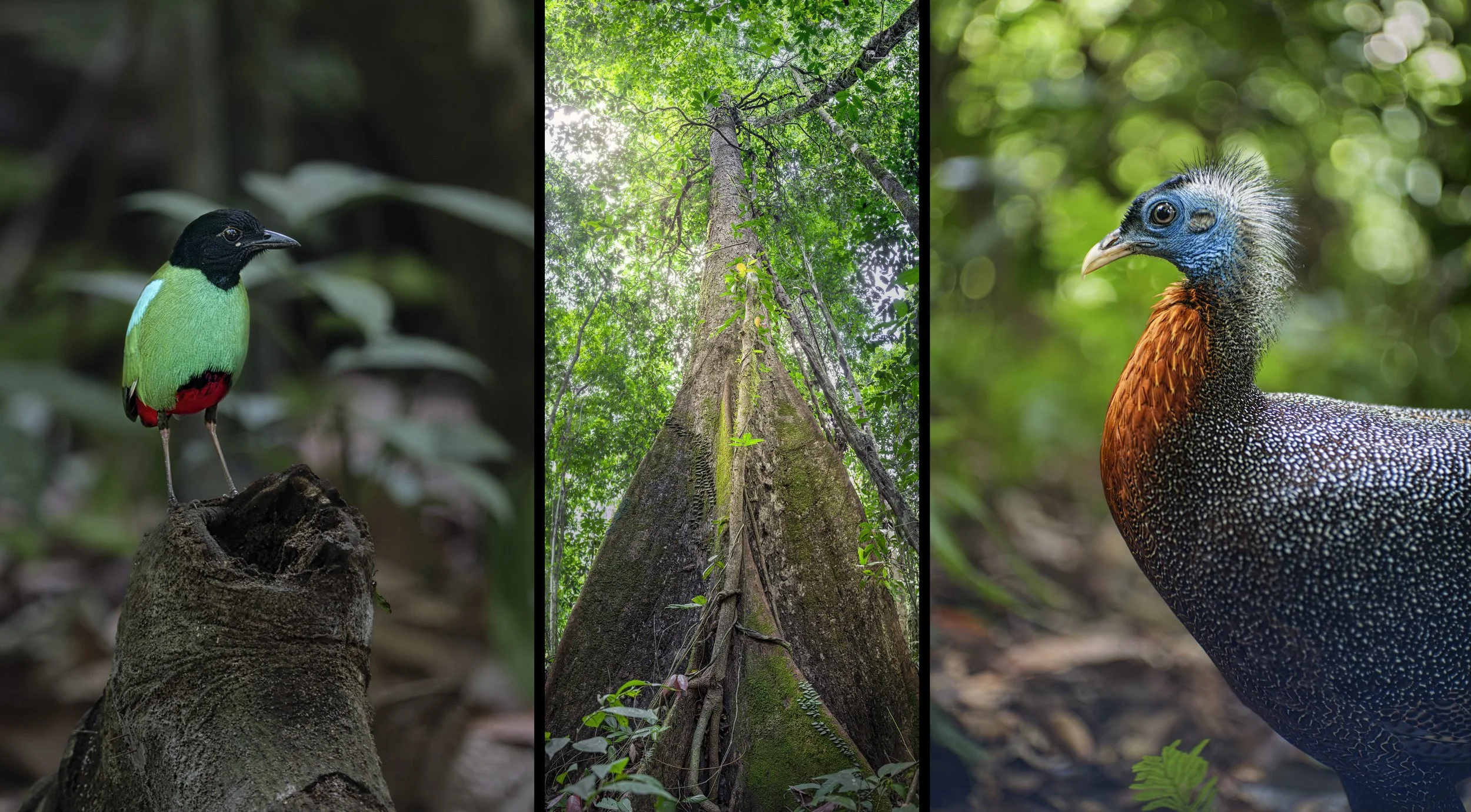 2026-08-12. Coming home after a long and intense journey feels as if the soul is trailing behind. The body has arrived home, but part of me is still there in the rainforest – in the heat, the humidity, and that almost unimaginable abundance of life.
