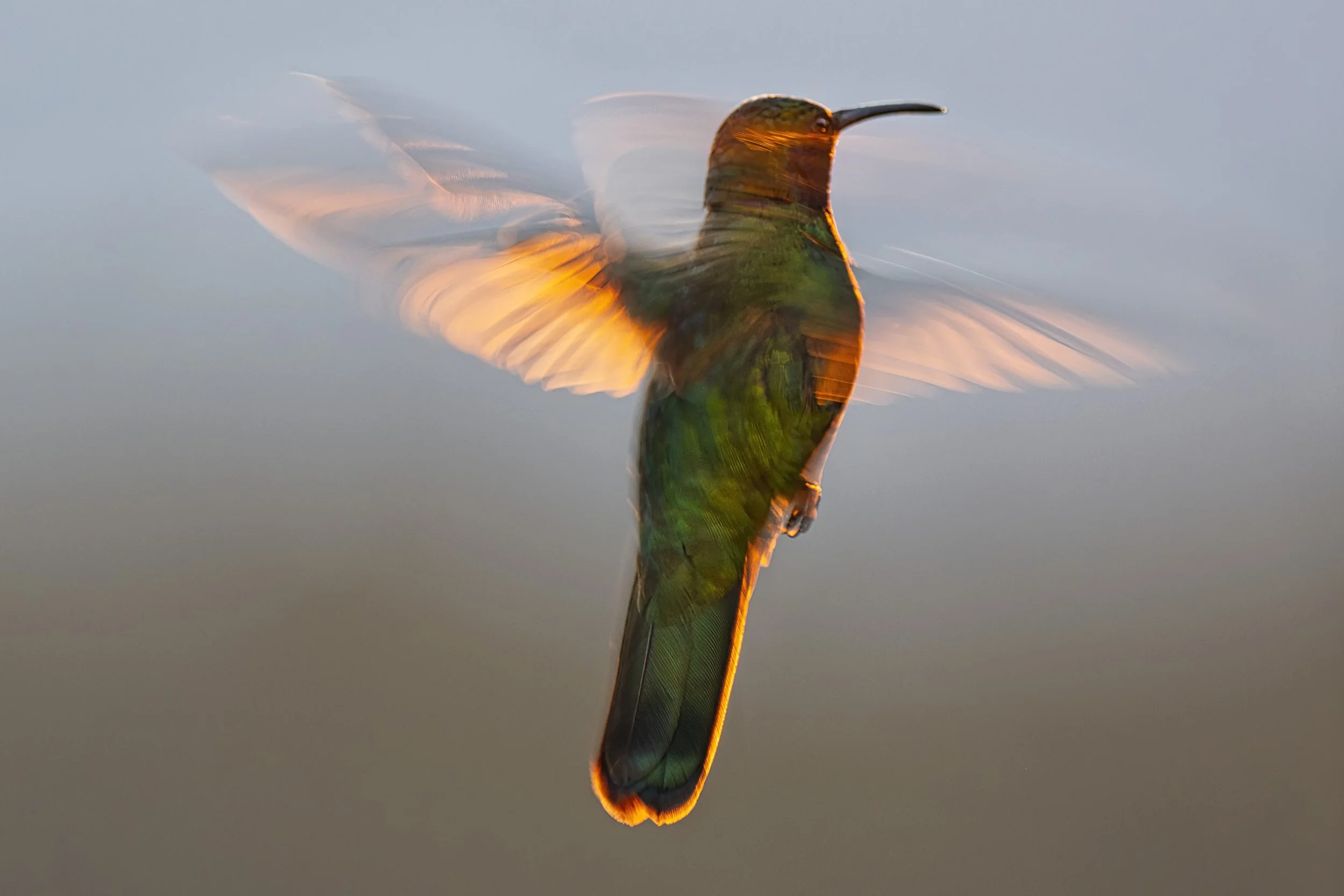 Green Violet-ear, Costa Rica
