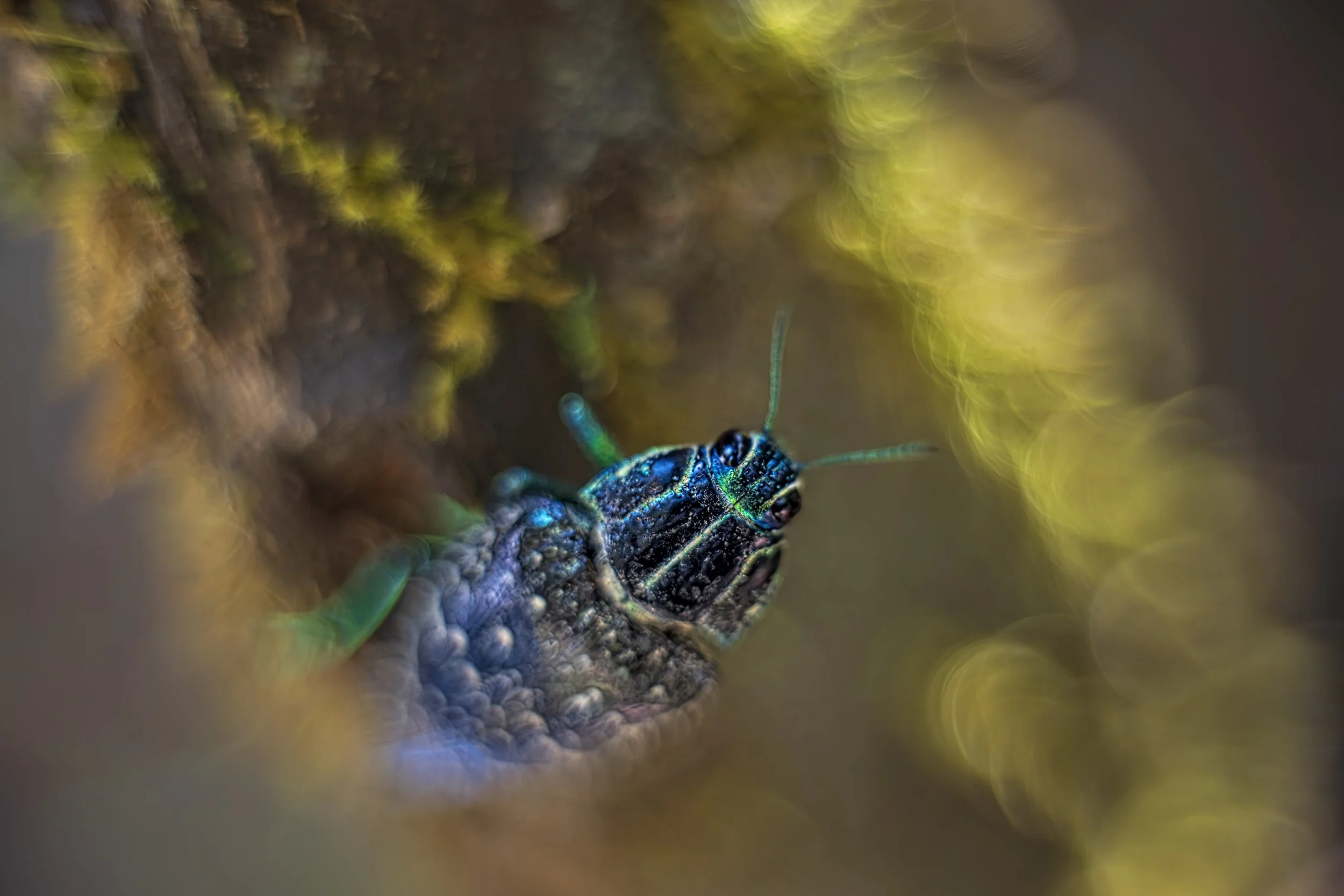 2026-01-11. Many species, especially insects, from rainforests are very difficult to identify, particularly from Madagascar, due to the lack of field guides and studies. Here is an example of how to obtain the information of a very colorful beetle ph