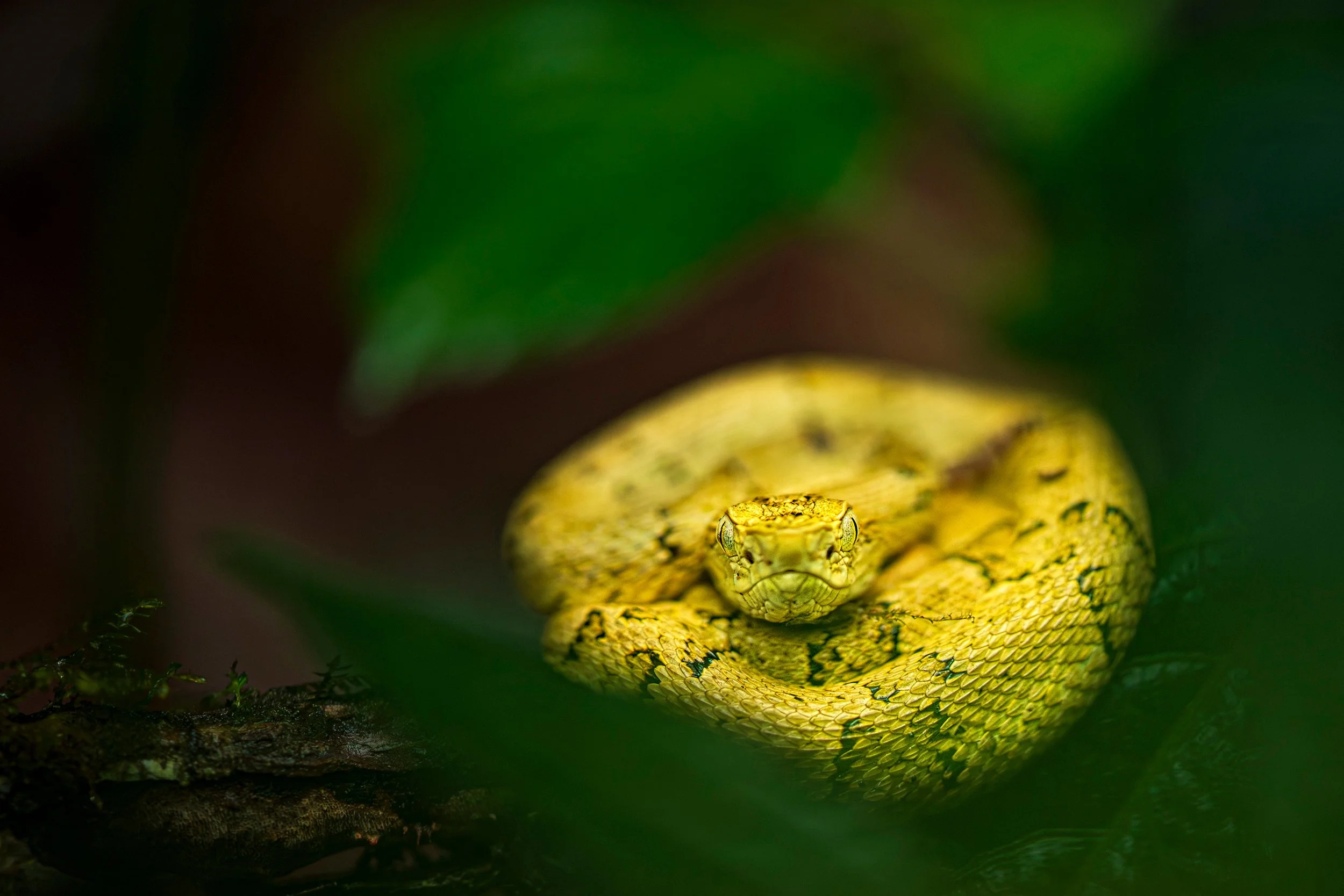 Osborne's lancehead (Bothrops osbornei), Maspi, Ecuador.