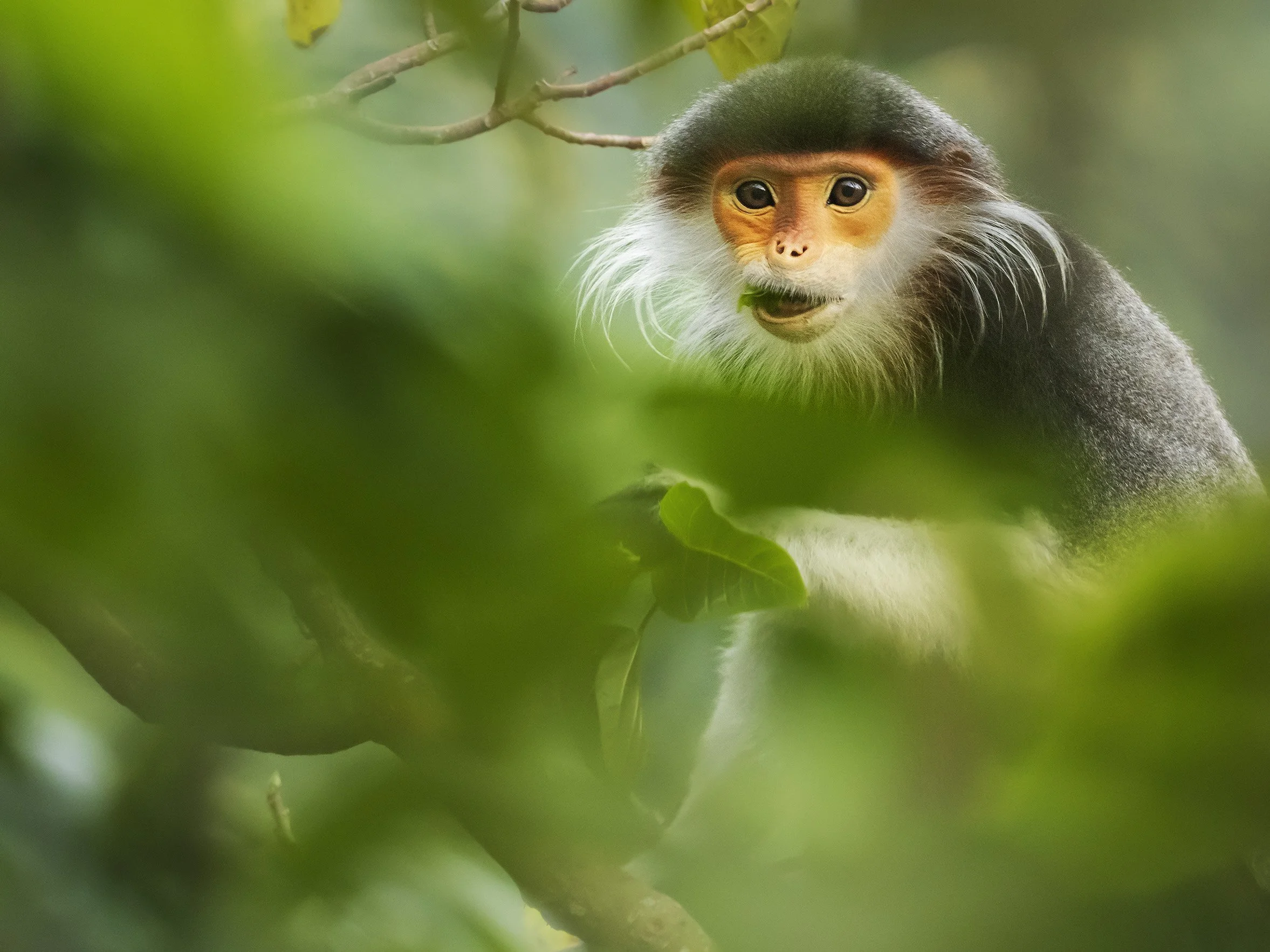 2025-12-10. In 2020, I made a trip to Vietnam, mostly to photograph the charismatic and highly endangered Red-shanked Douc. It was a very different kind of shoot compared to my usual hiking, using a hide, or photographing from a vehicle. My main mean