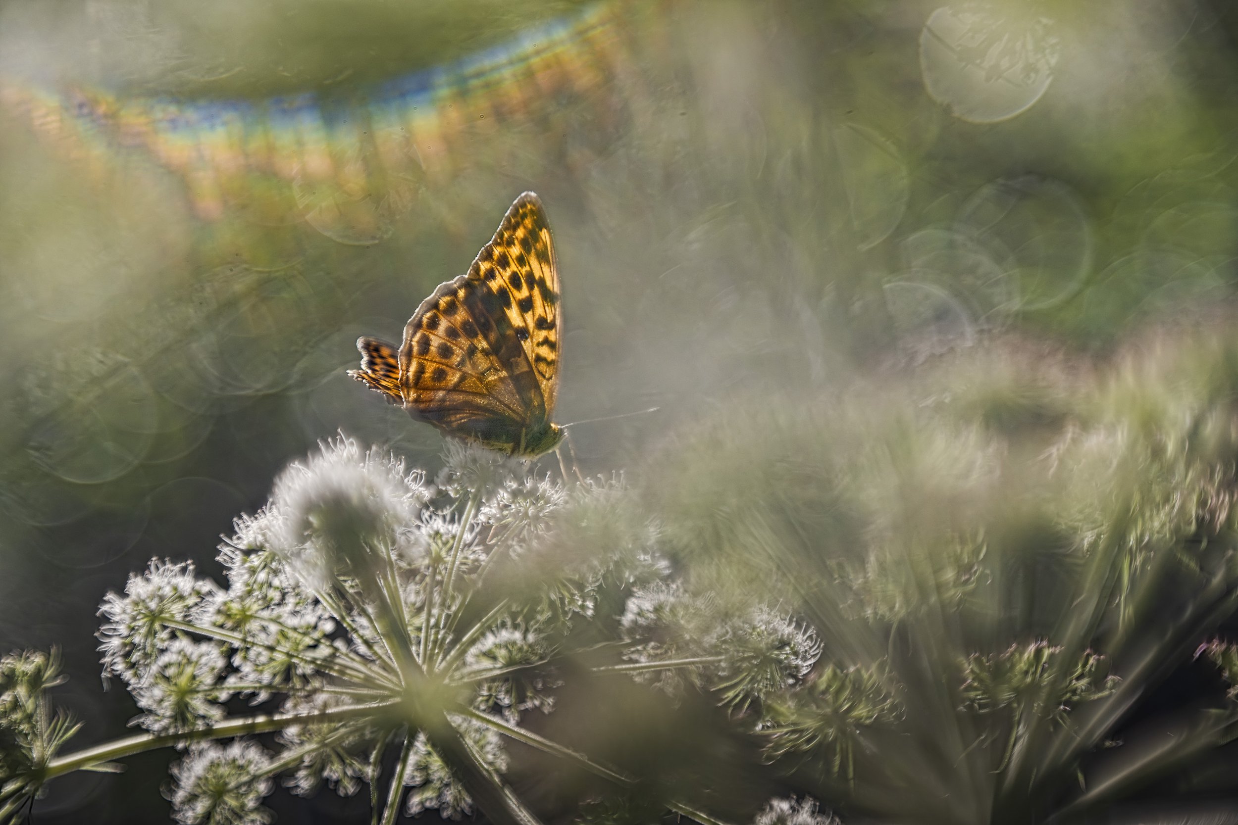 _1396029_1 DaOsOM.jpg