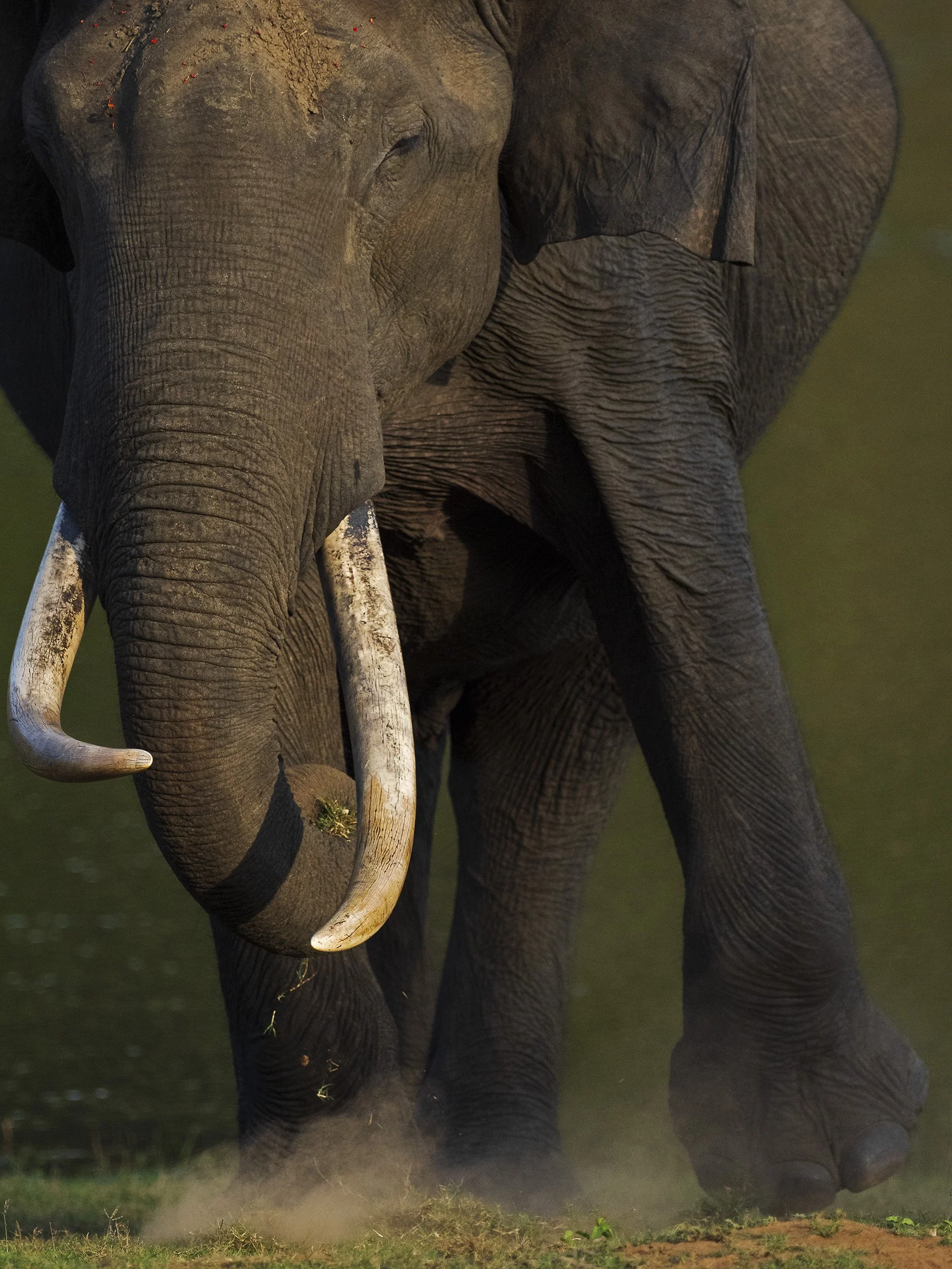 Bull Elephant, Kabini NP.