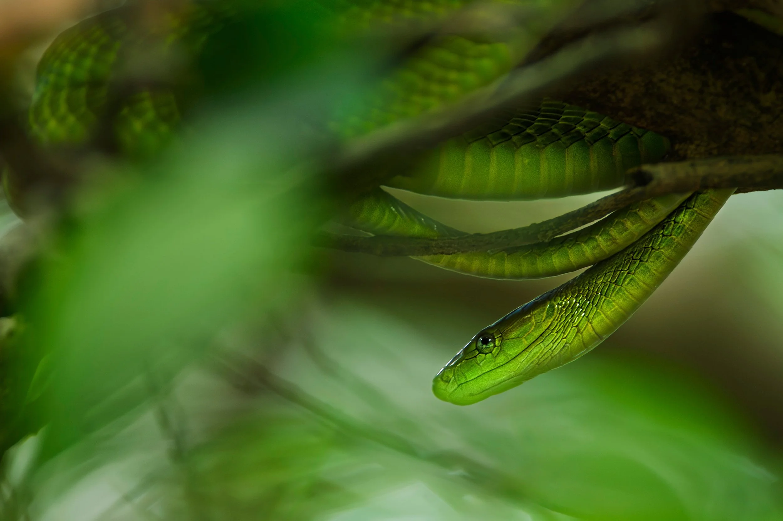Eastern green mamba (Dendroaspis angusticeps). Zanzibar, Tanzania.