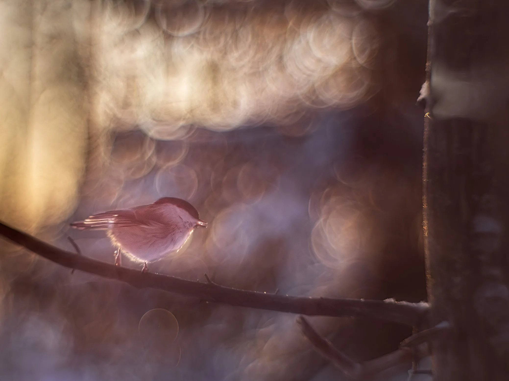 JP_11630_1_2 Ang65.jpg